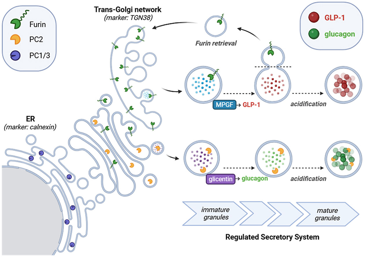 Graphical Abstract