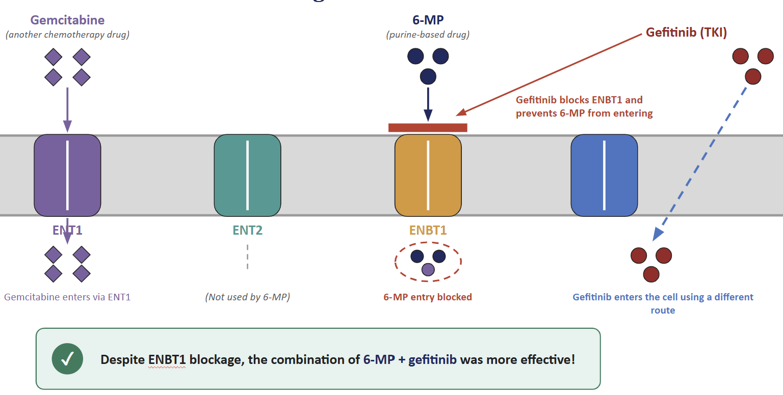 Shahid-et-al-graphical-abstract