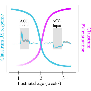 Graphical Abstract for Shaker et al