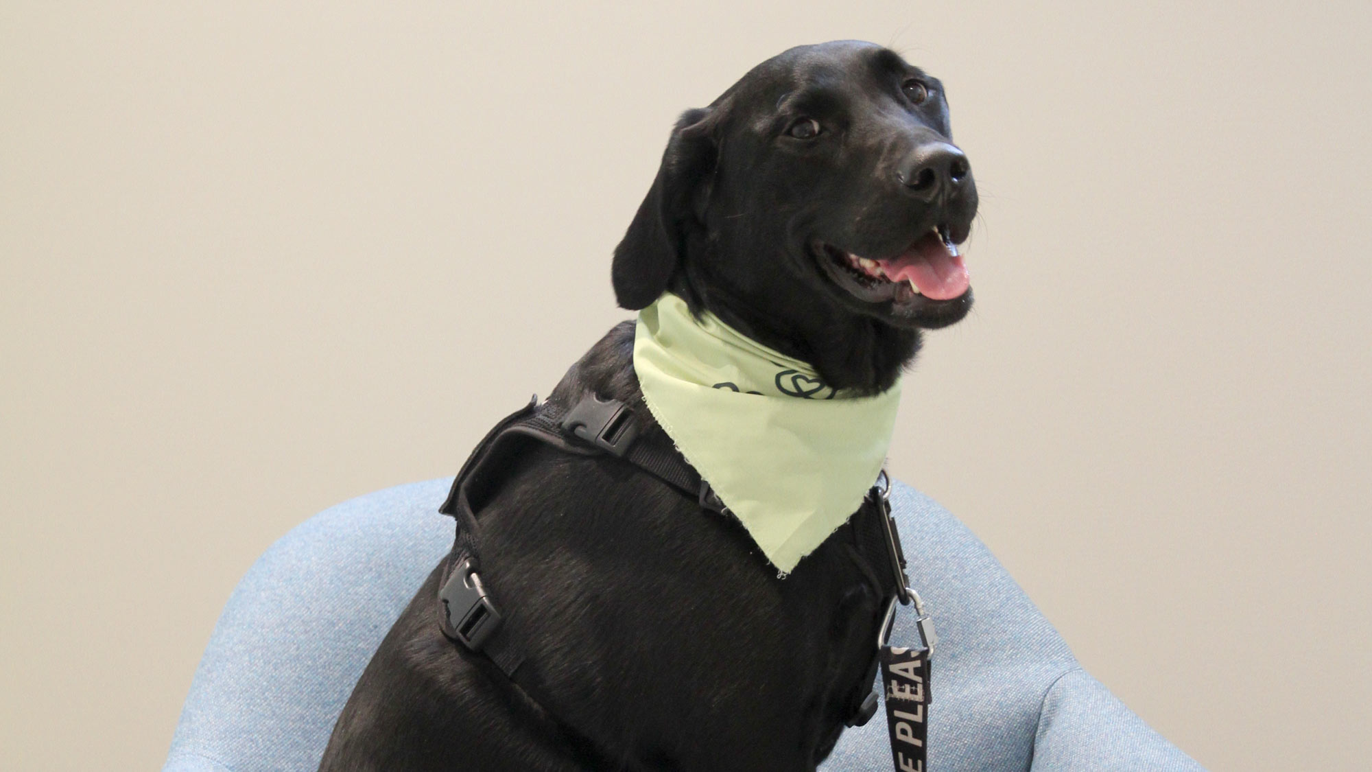 Wellness dog Penny, smiling and wearing a bandana