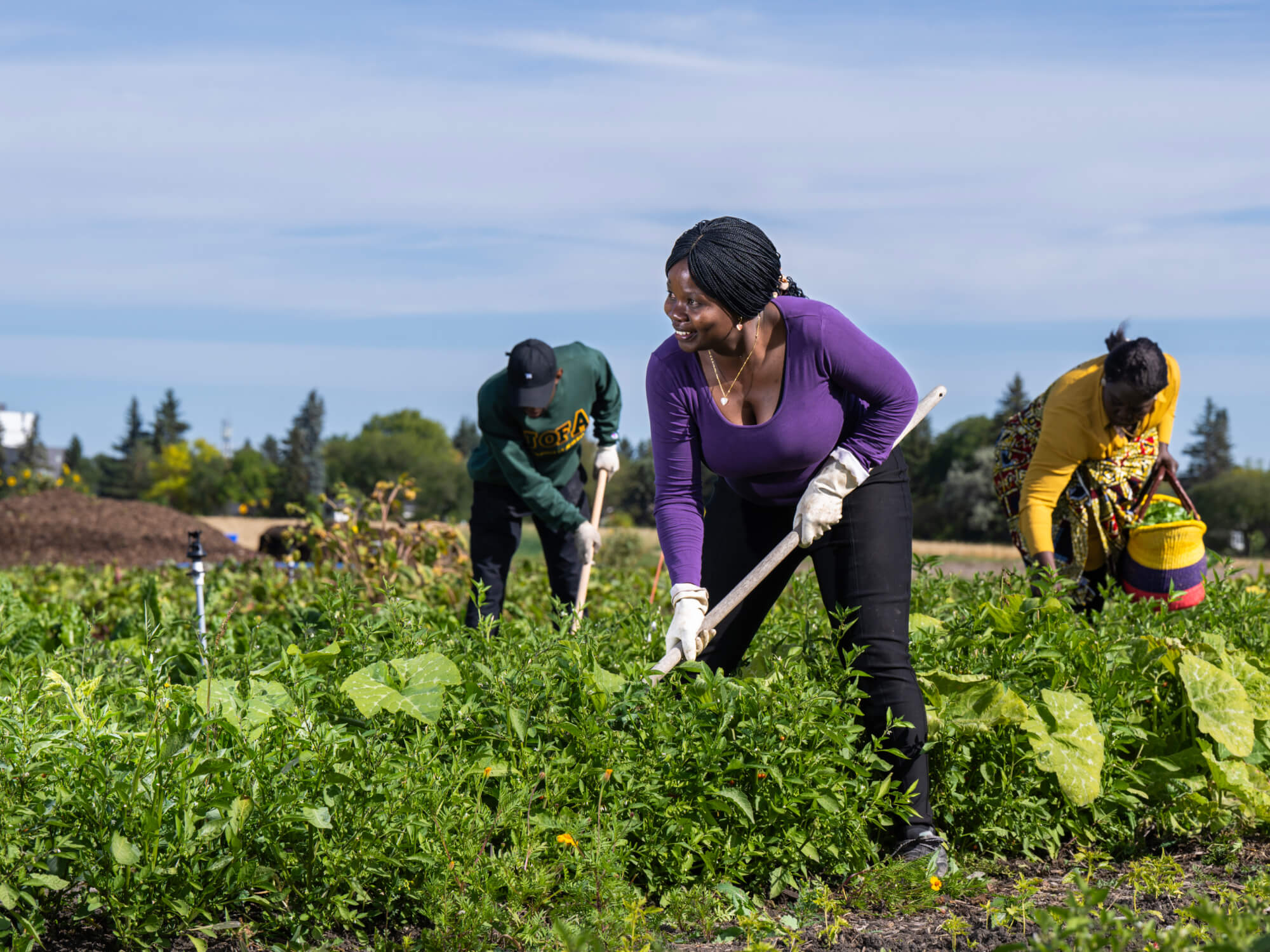 University of Alberta researcher Elizabeth Onyango hoes a garden plot at South Campus. 