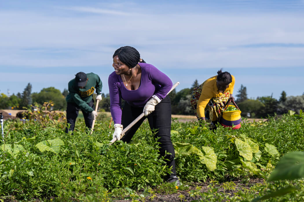 University of Alberta researcher Elizabeth Onyango hoes a garden plot at South Campus. 