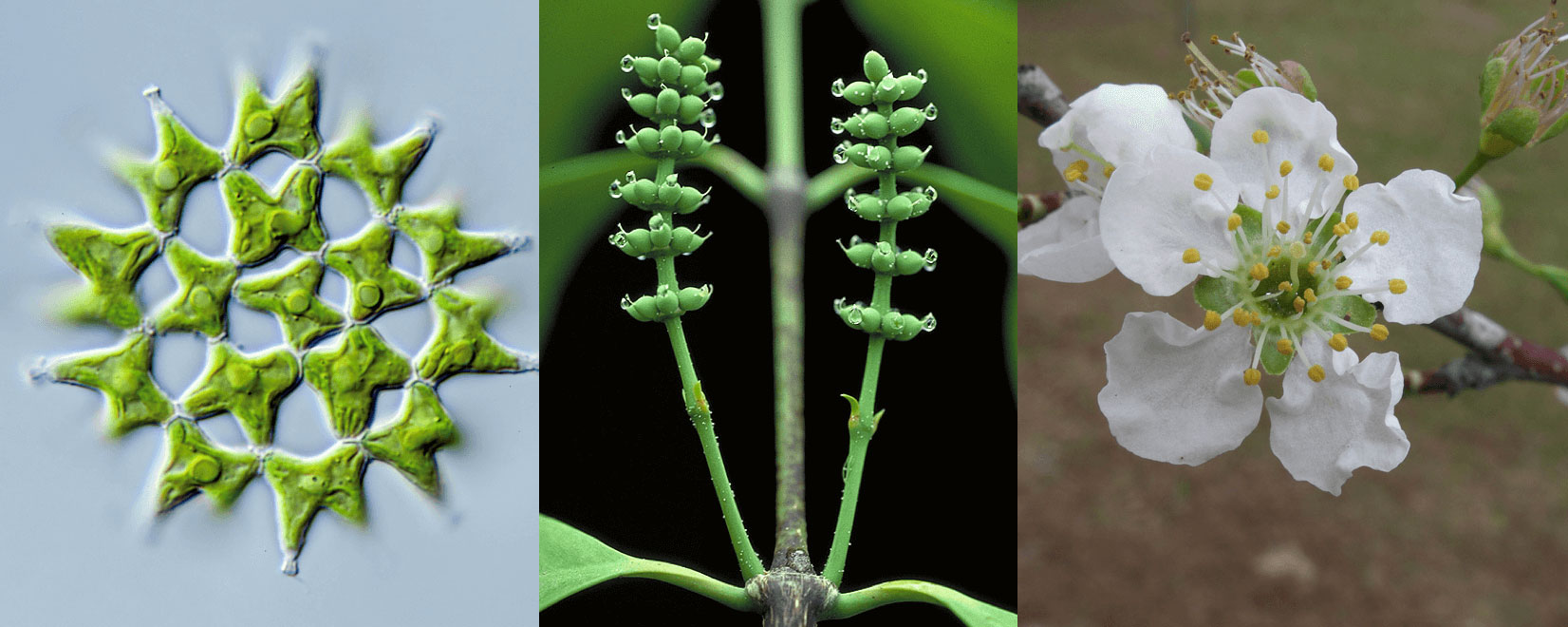 Green alga Lacunastrum gracillimum, female cones of gymnosperm, Gnetum gnemon, and cherry tree flower, Prunus domestica, featured in plant genome evolution study.