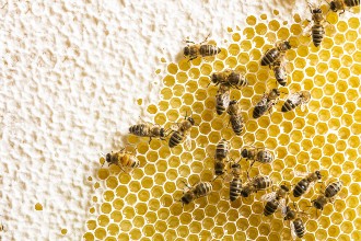 honeybees