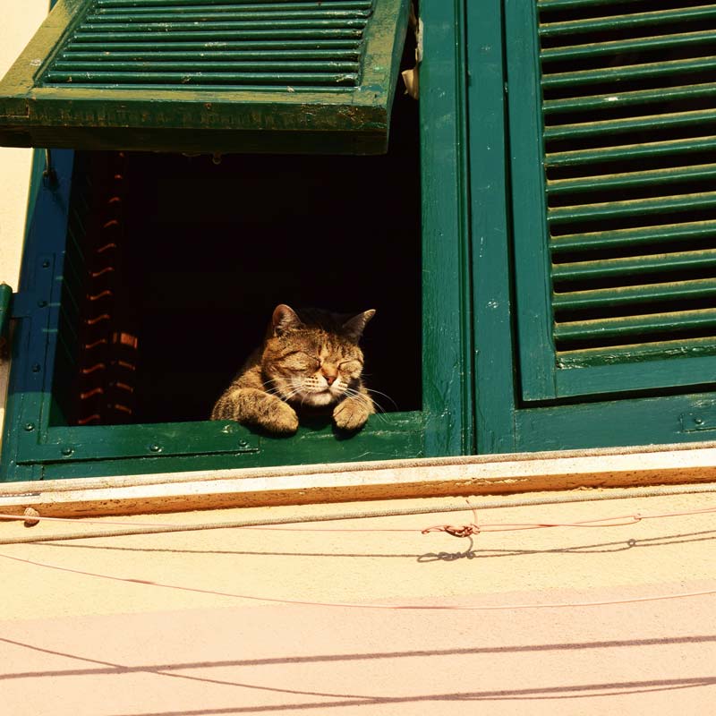 cat-in-window-thumbnail.jpg