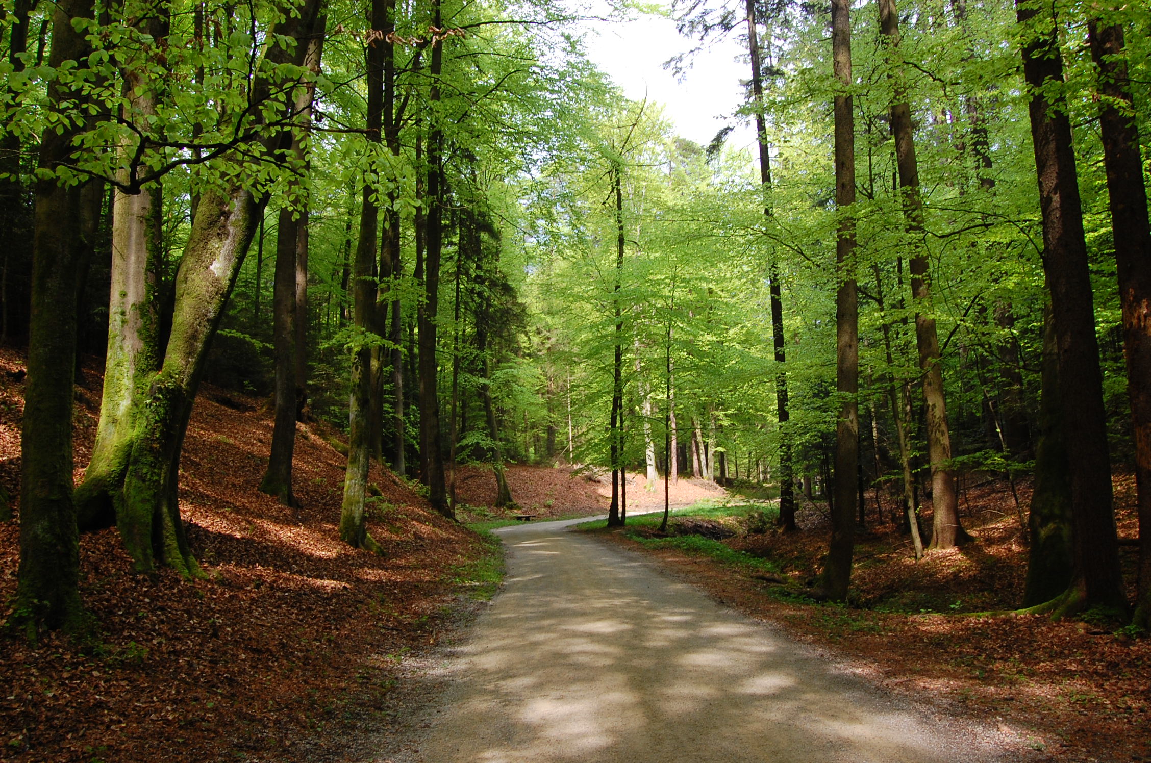mourning-pathway.jpg