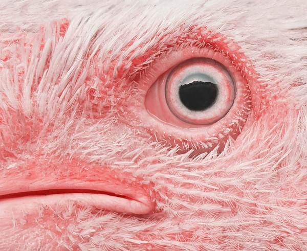 Closeup photo of a chicken's eye