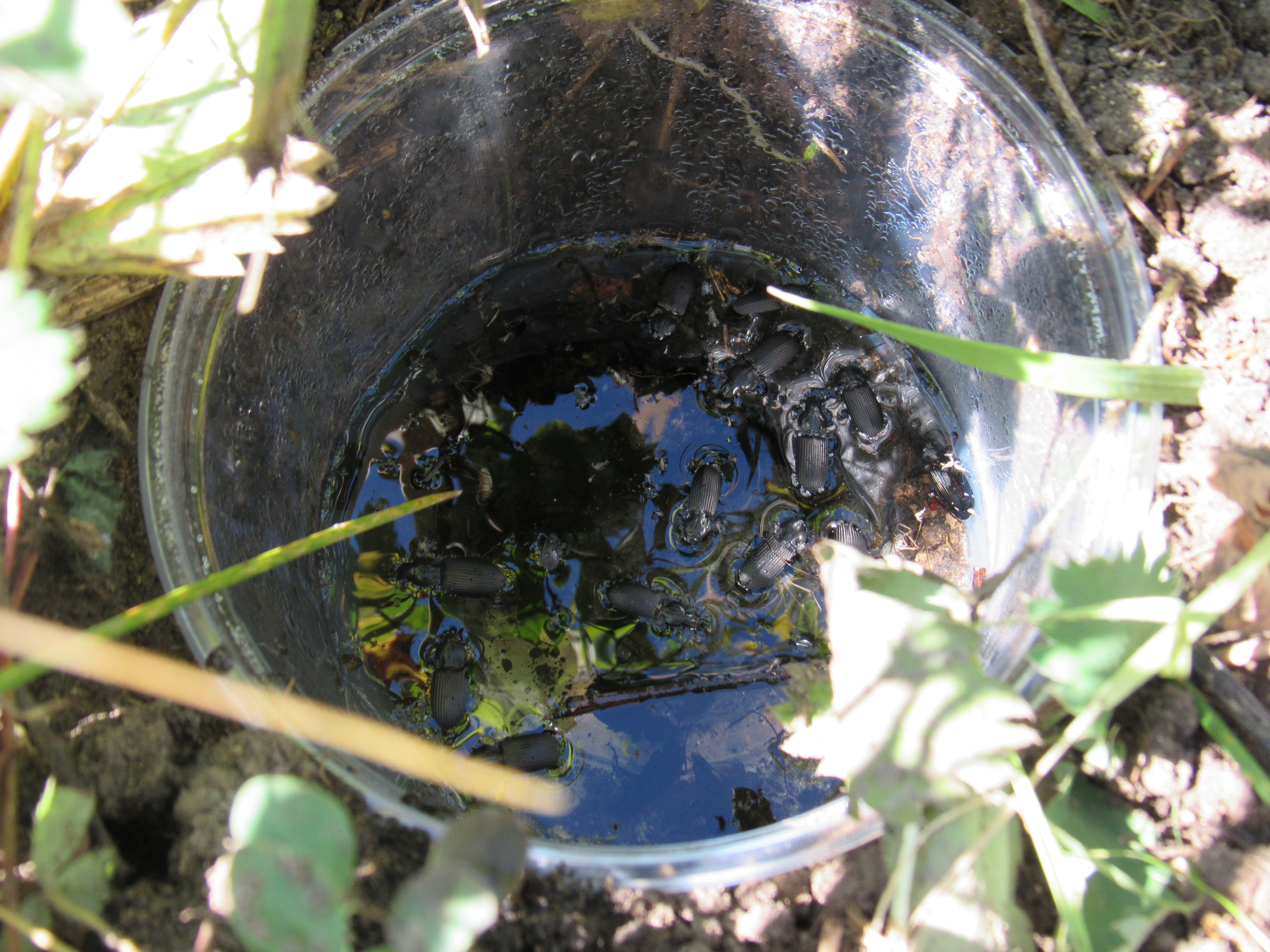 10.-pitfall-trap.jpg.jpg