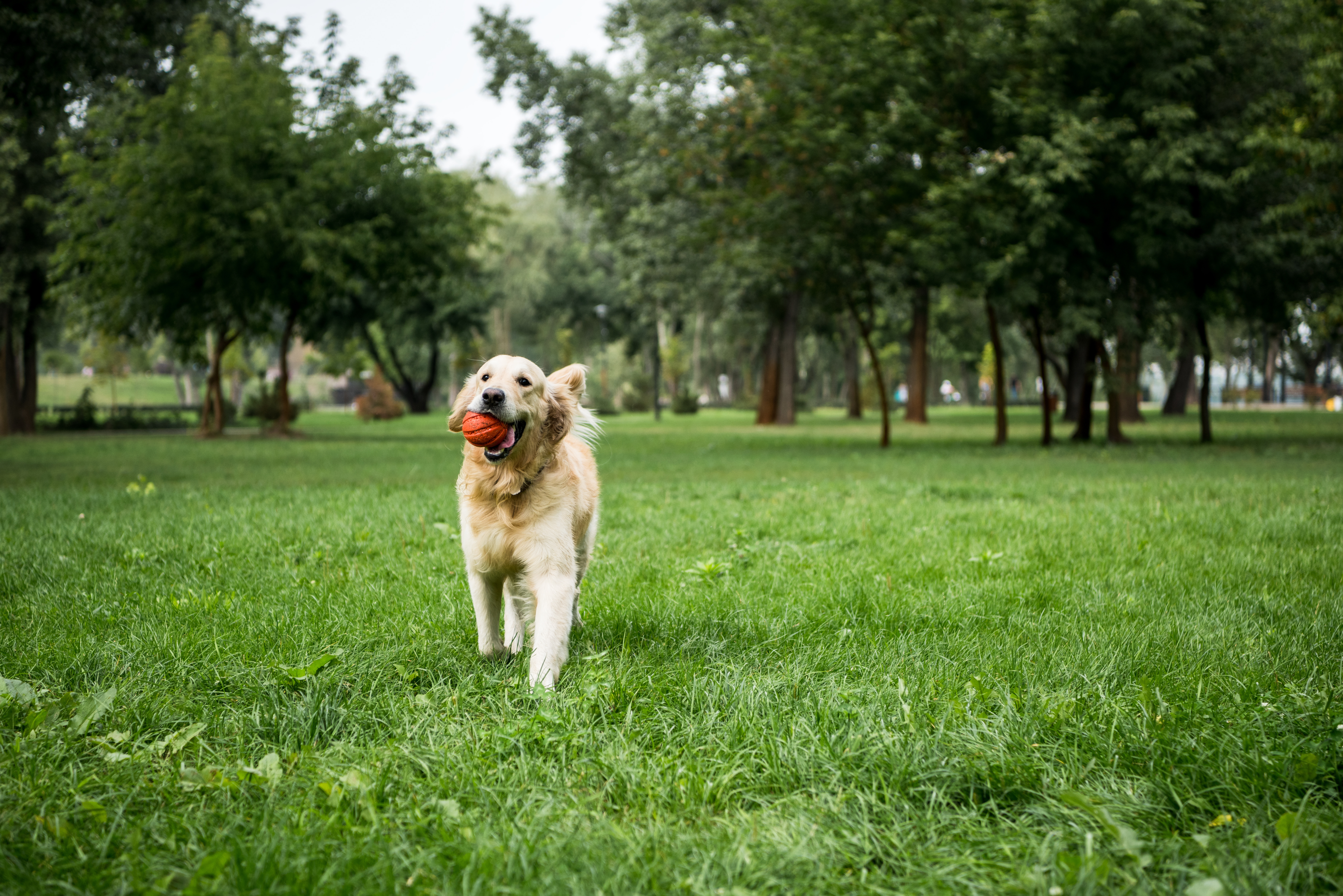 adobestock_250628147.jpeg