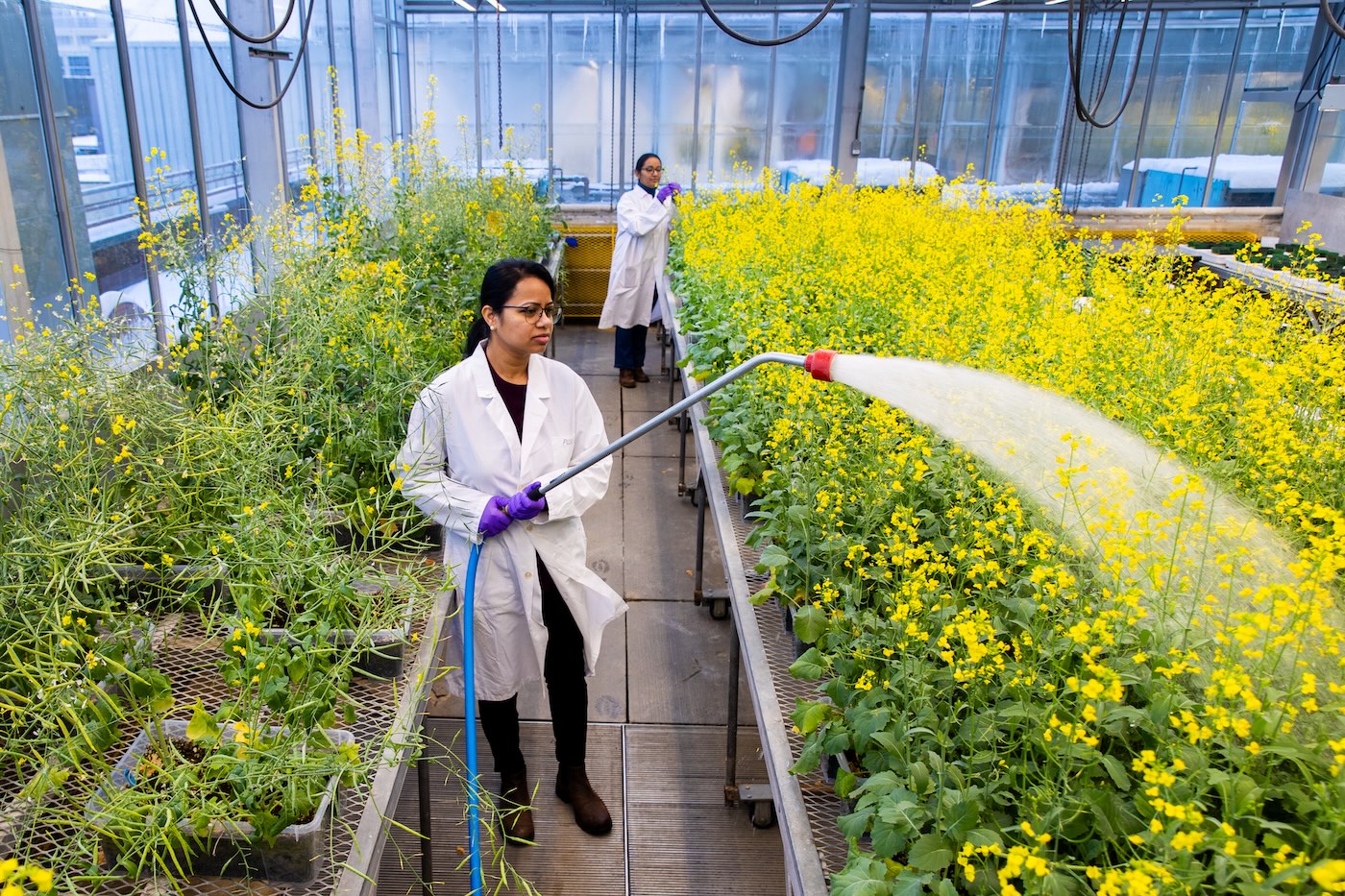 Researchers watering plants in a U of A greenhouse