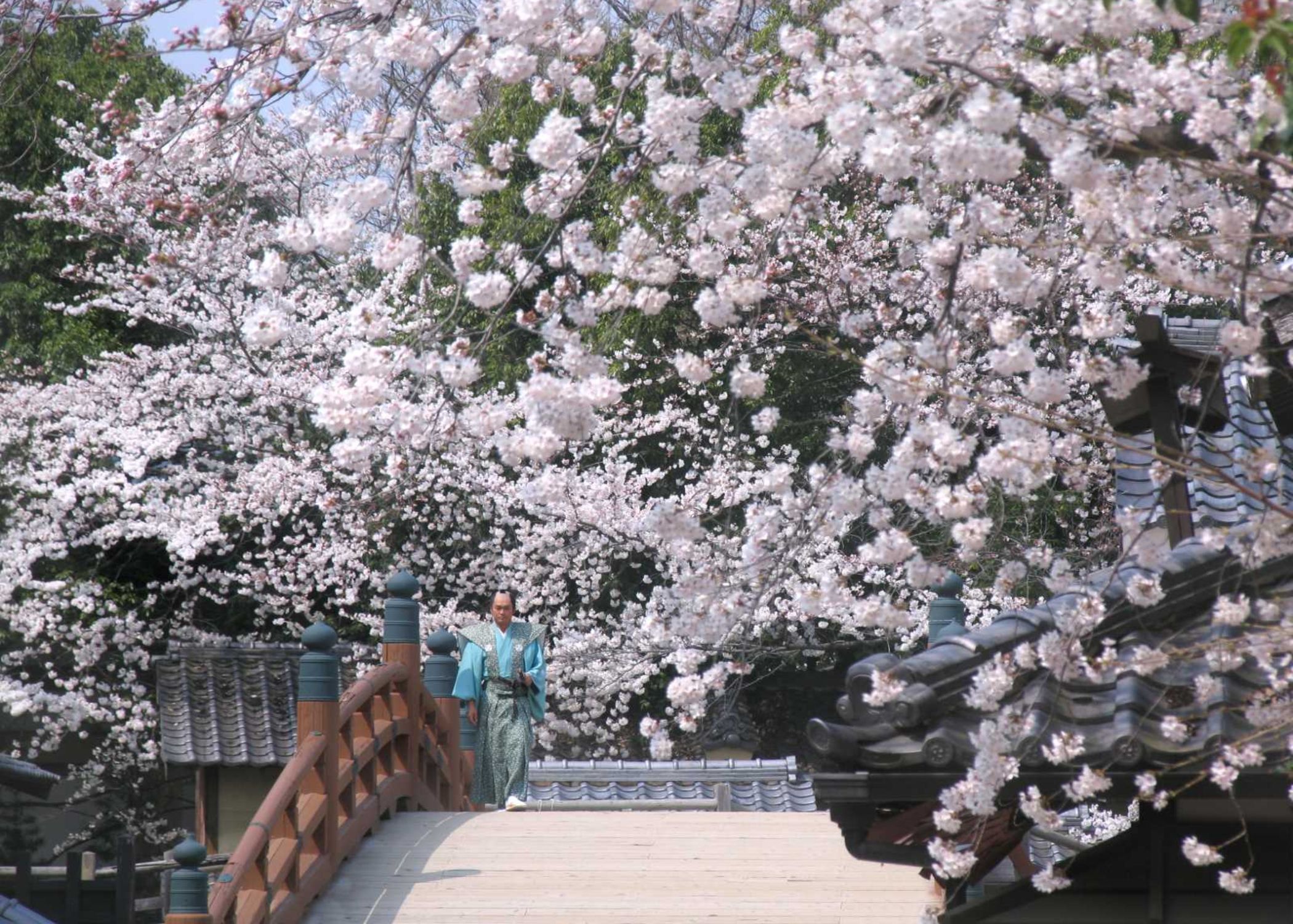 Cherry blossoms and Nihonbashi bridge set.