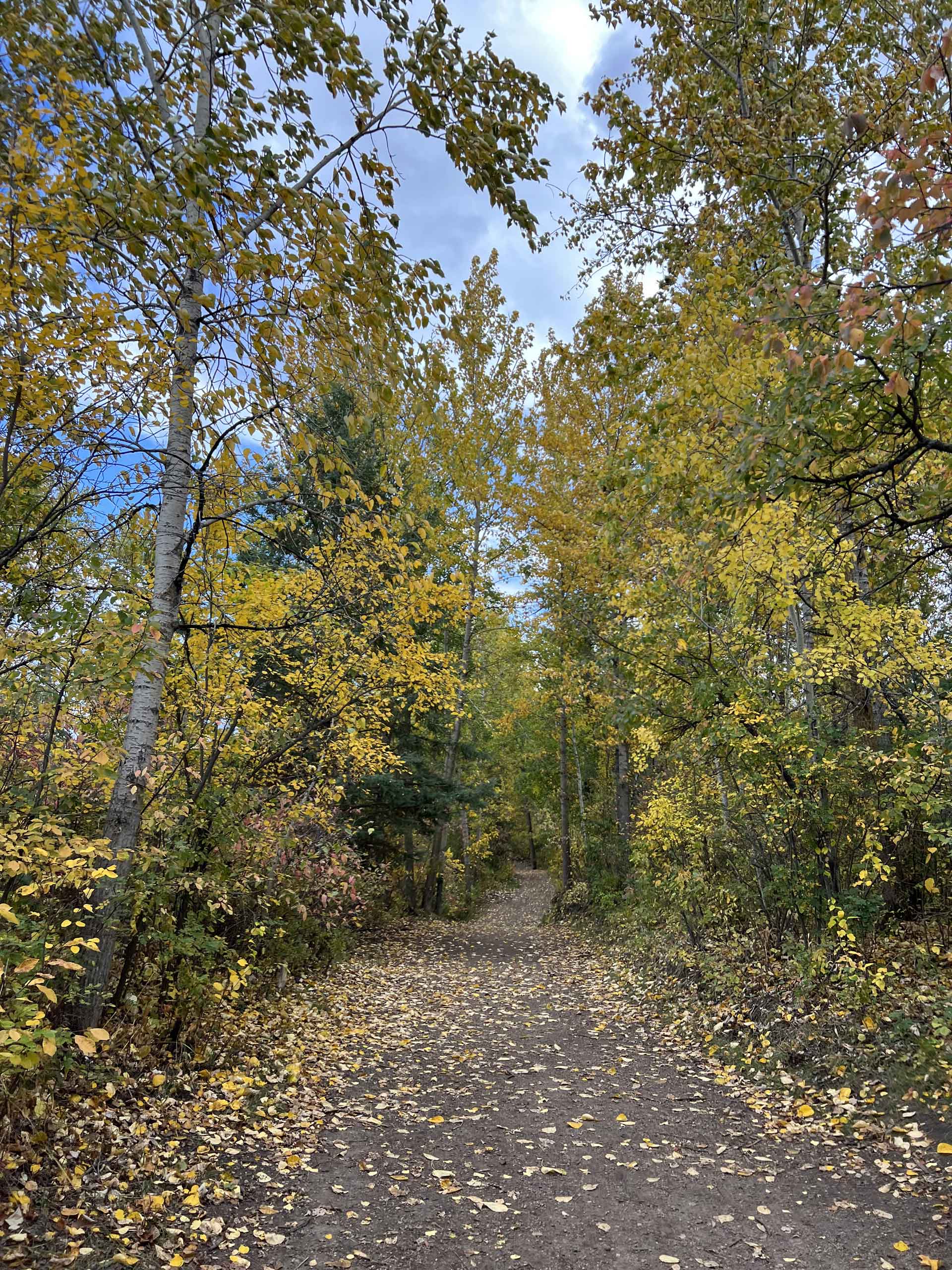 Autumn trails near Buena Vista Park