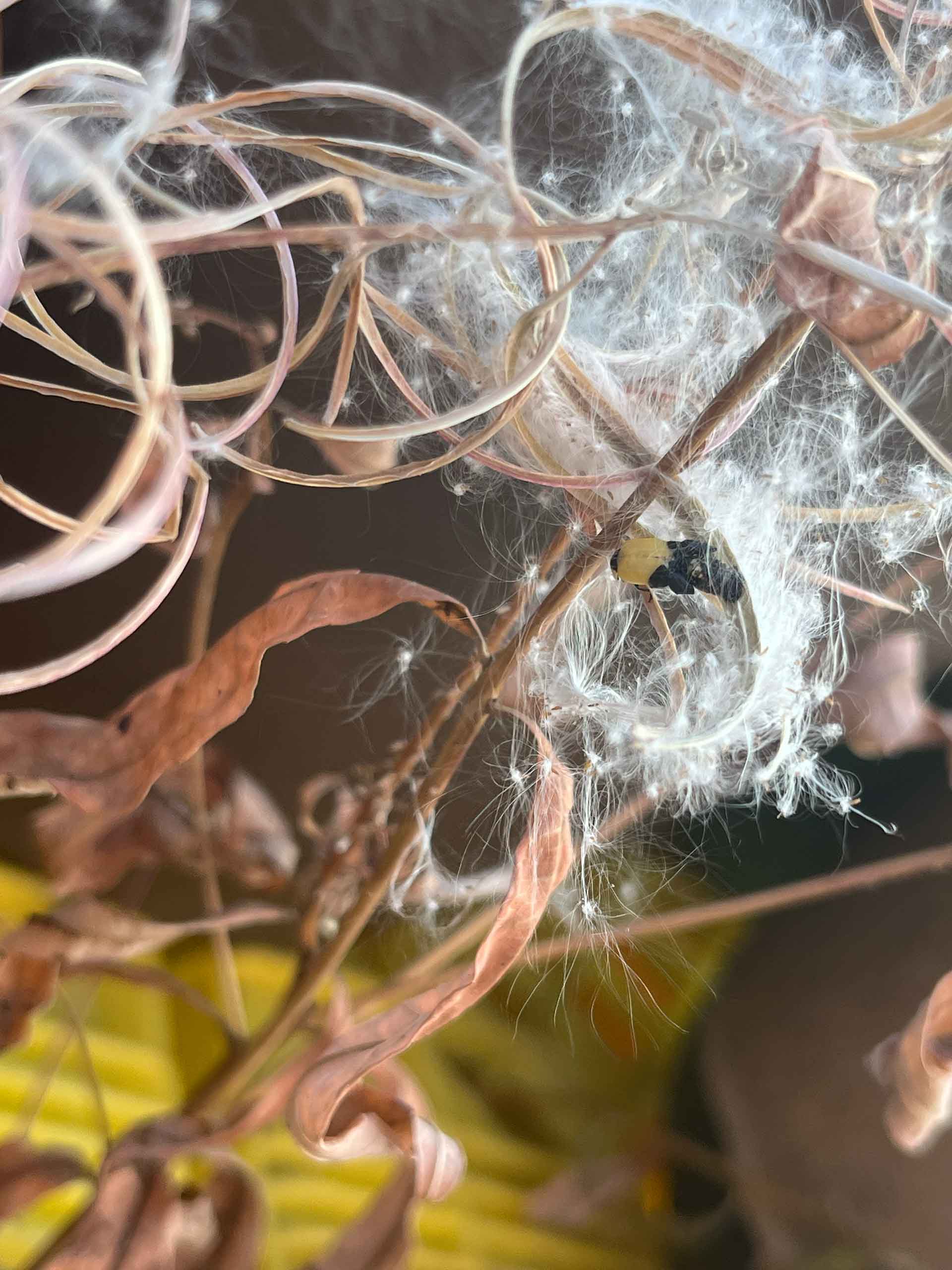 freshly hatched ladybugs