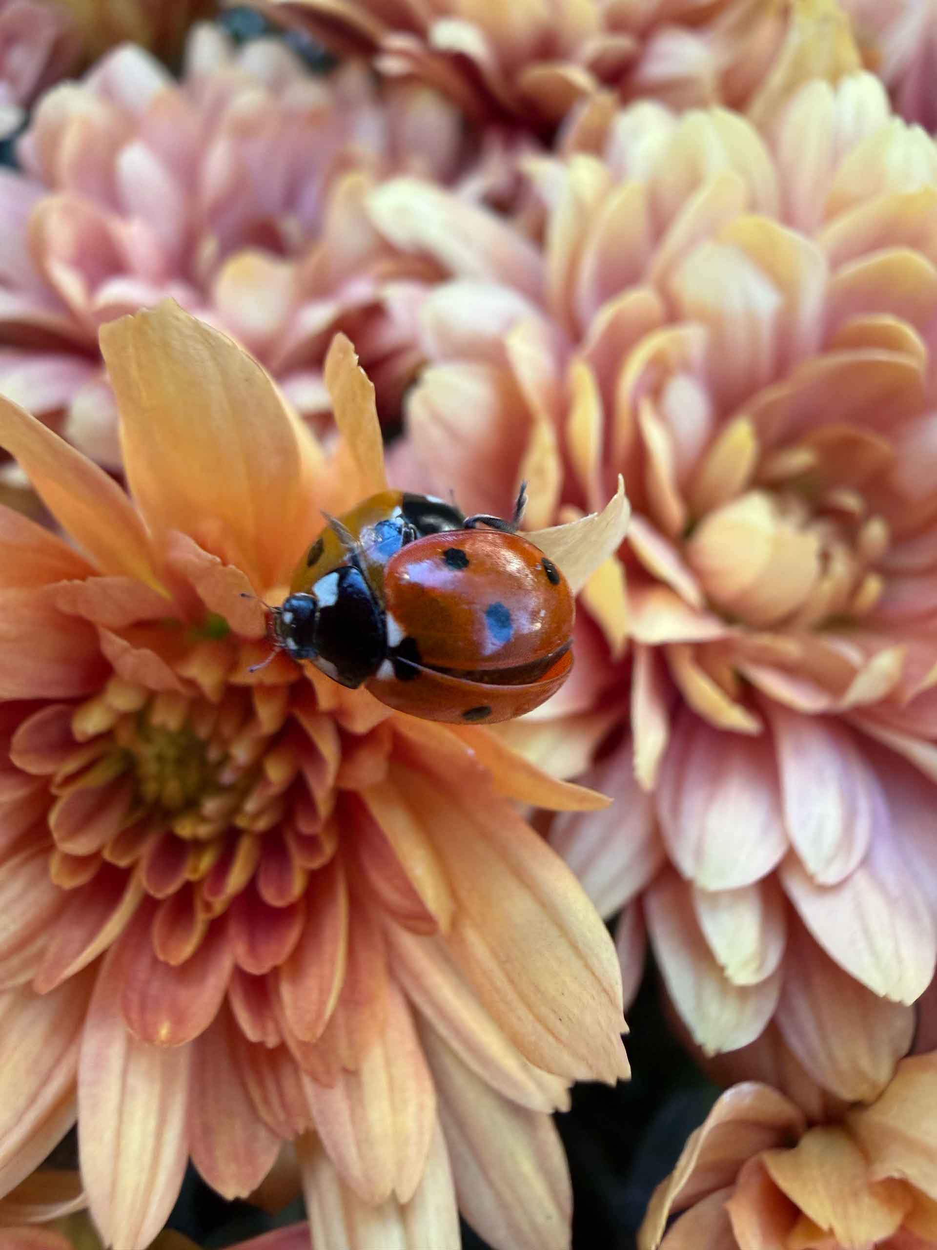ladybug on flower