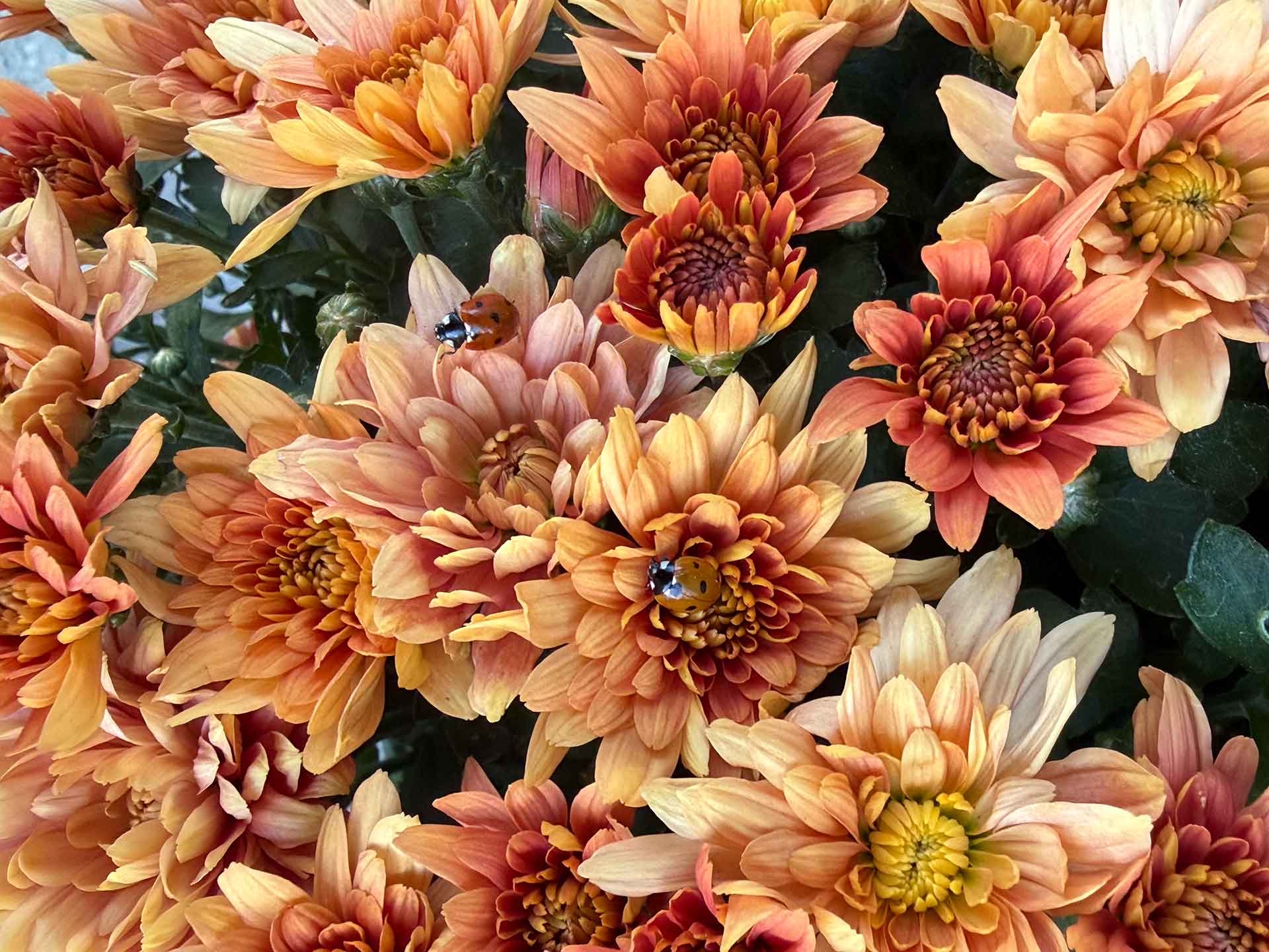 ladubygs-fall-flowers.jpg