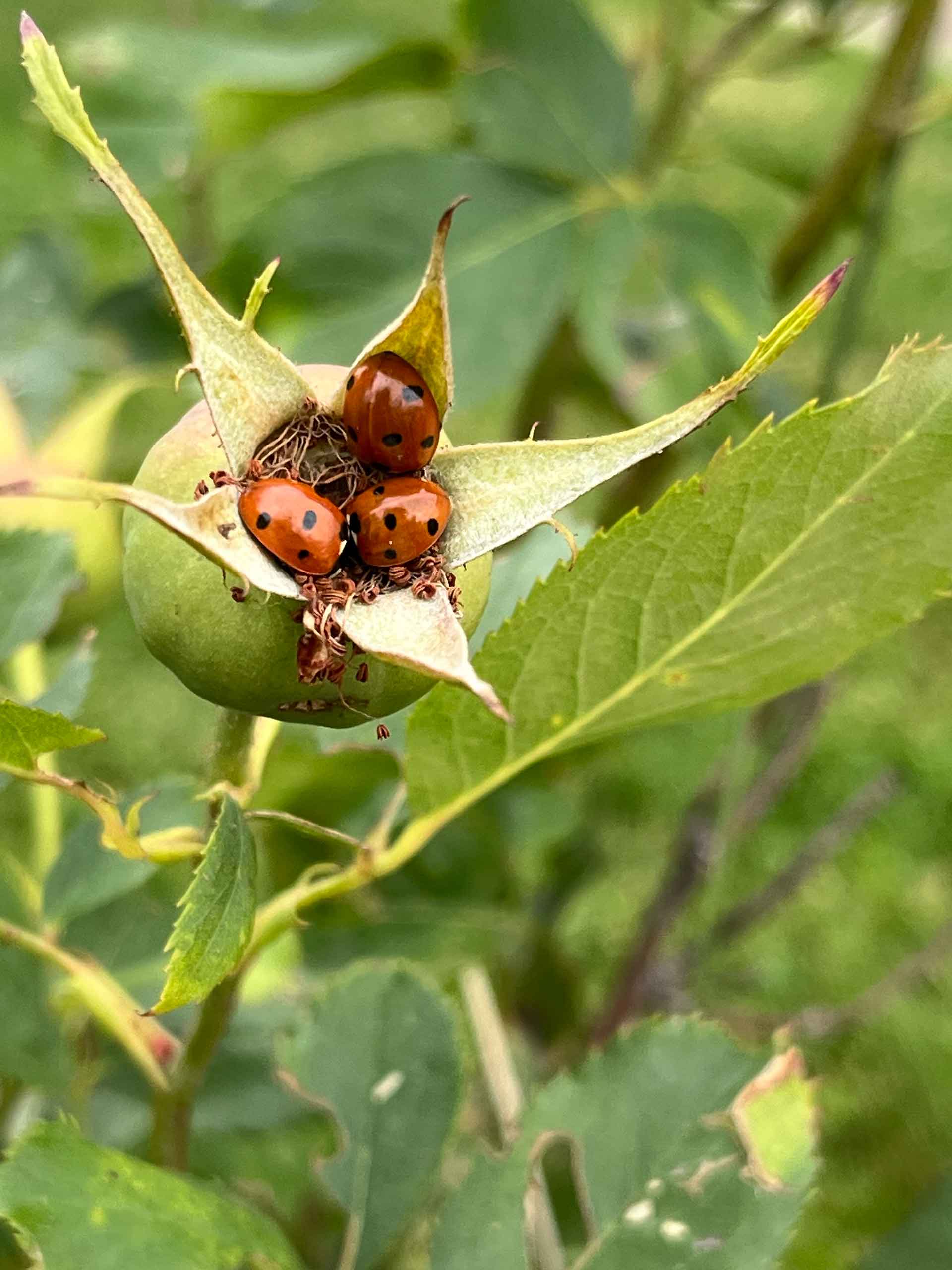 ladybug on bud