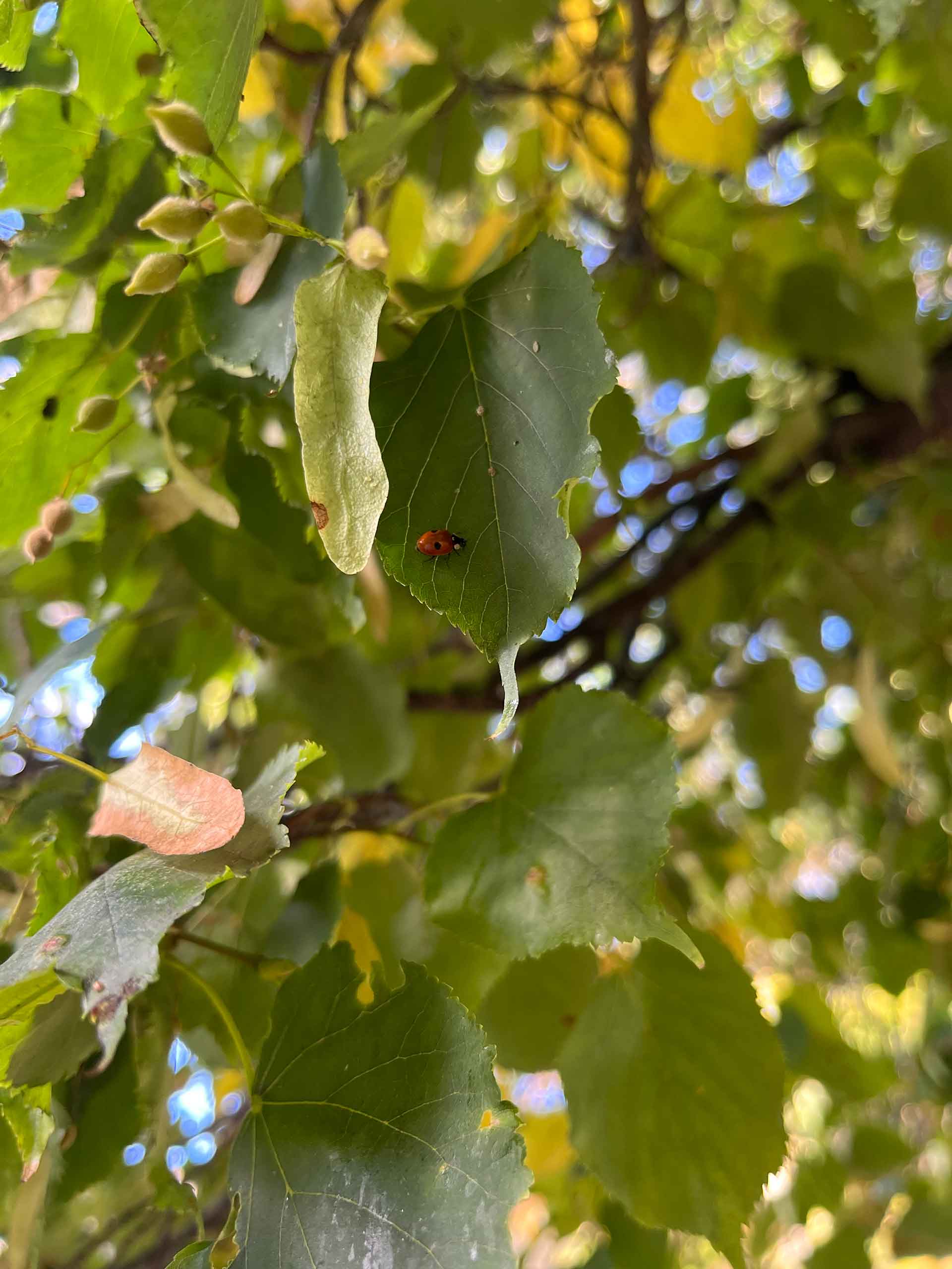 ladybug on leaves