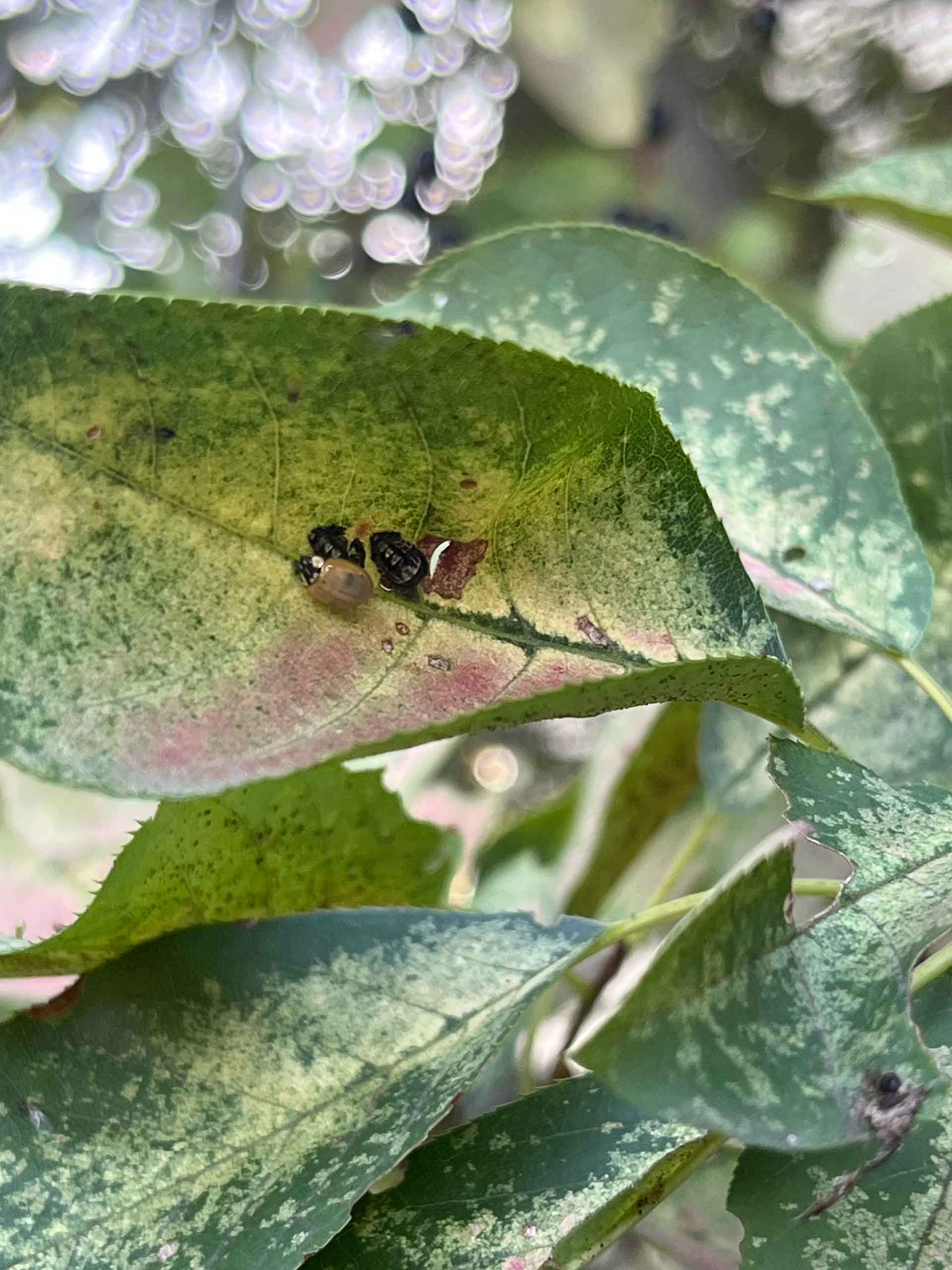 ladybugs on red and green leaves