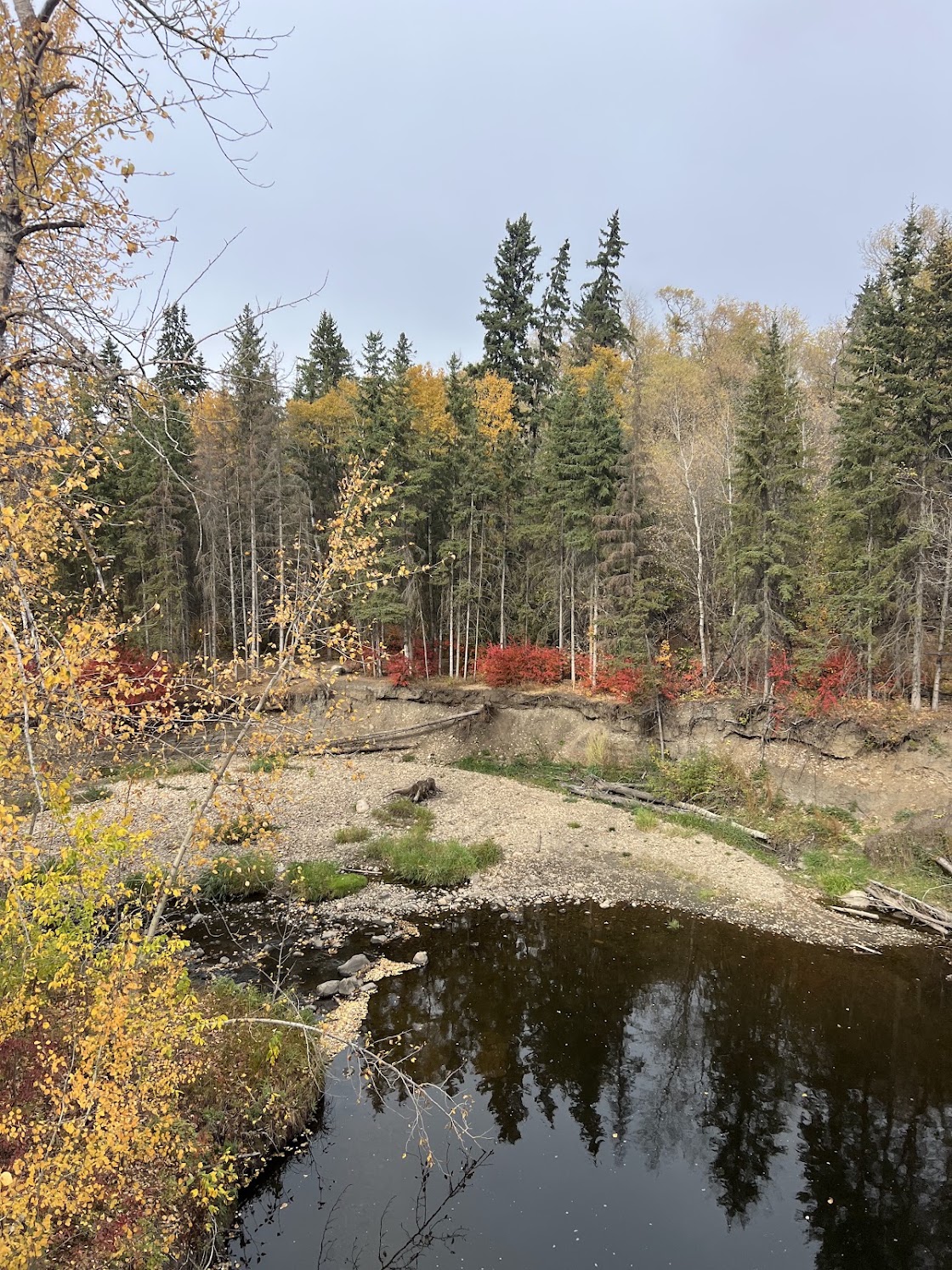 Dense tree canopy displaying deep gold and orange fall colors in Mill Creek Ravine