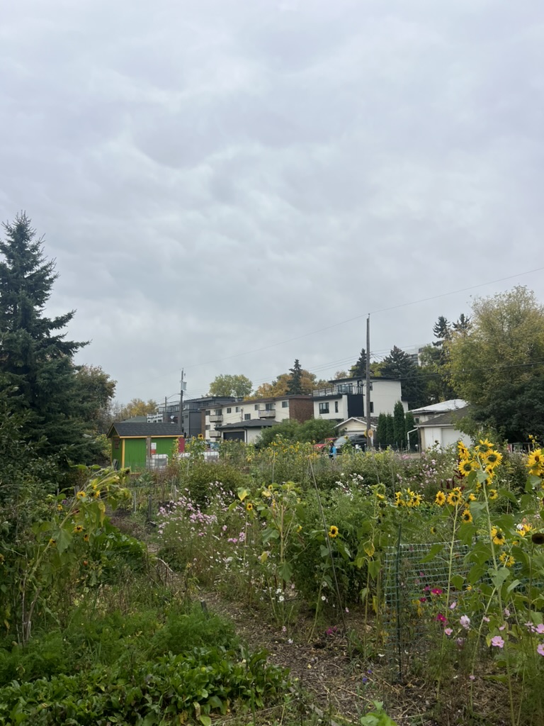 A community garden blooming with sunflowers and fall flowers near the railway tracks