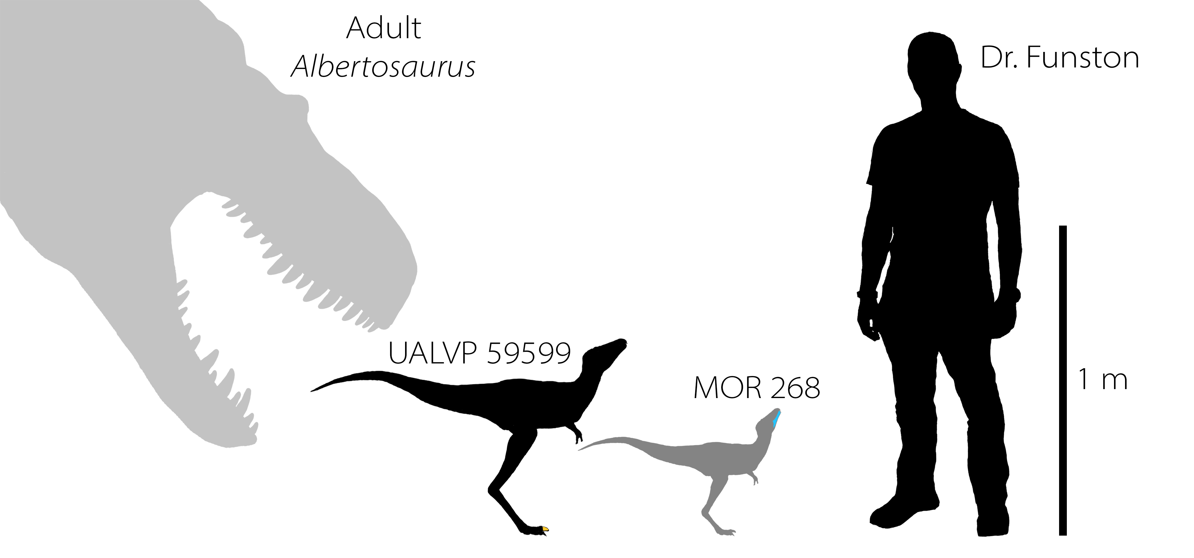 210125-baby-tyrannosaur-babyrex-silhouette-to-scale-copy.png