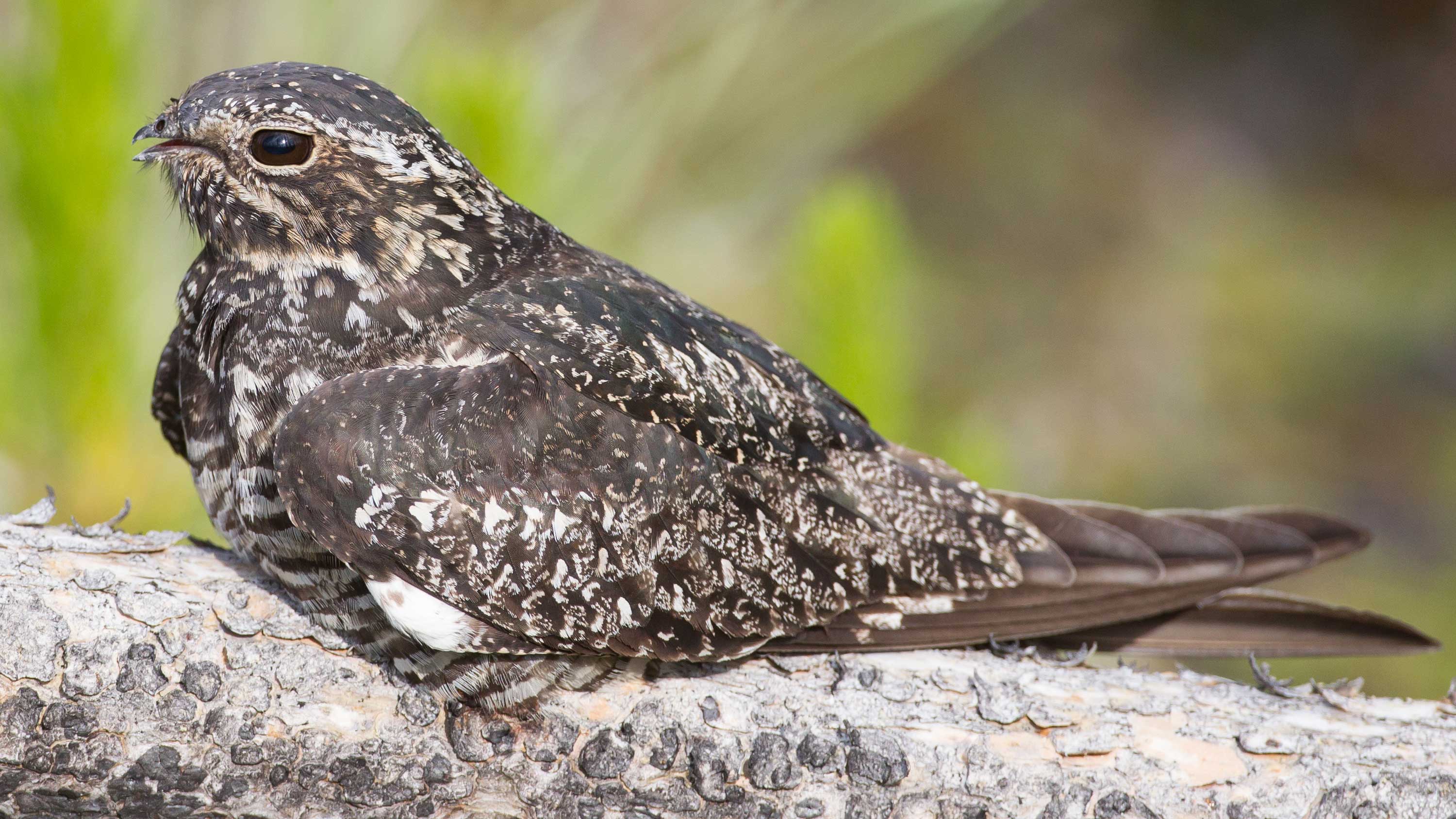 The Common Nighthawk perched on a branch
