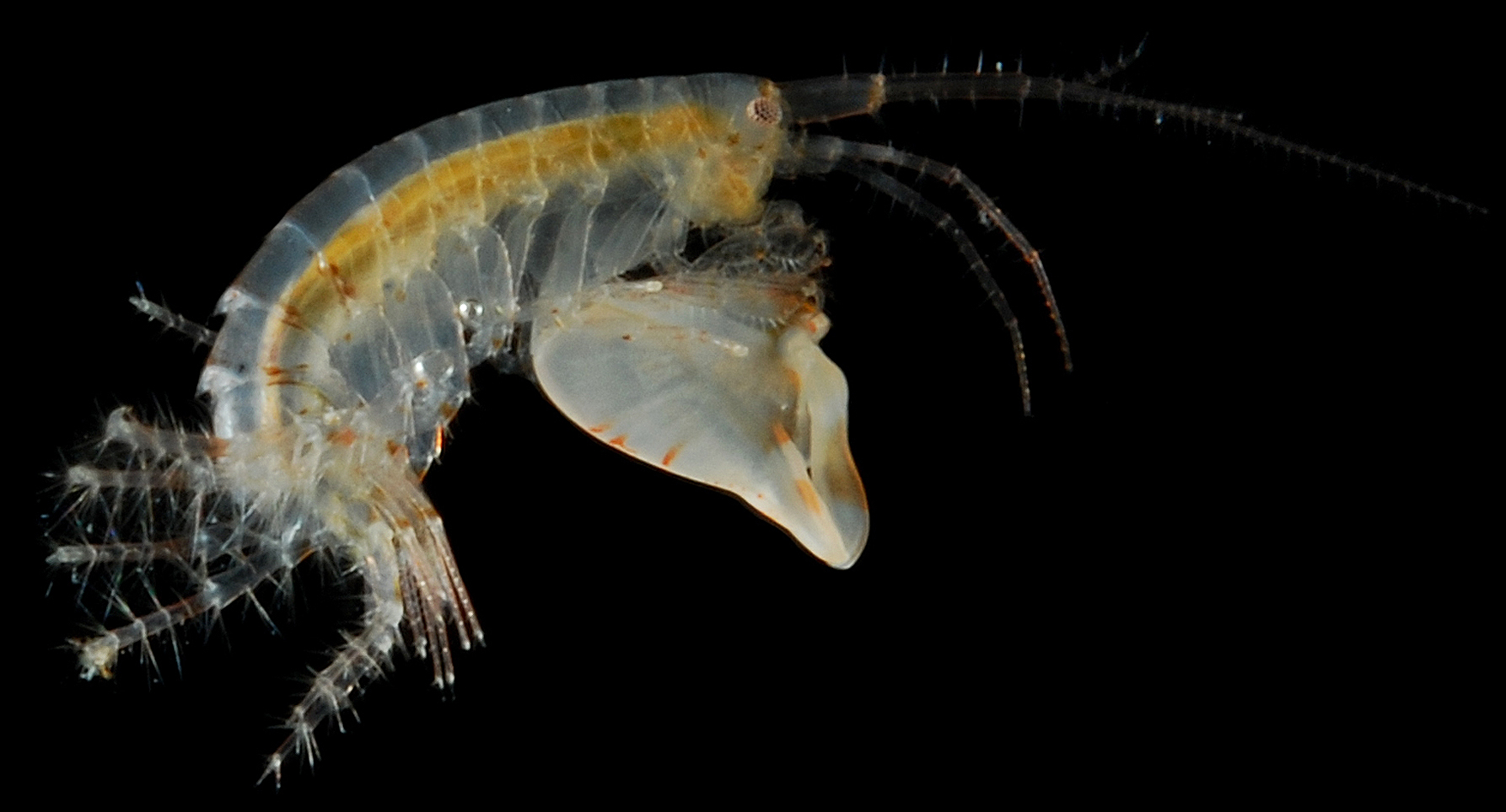 Tiny crustaceans' claws capable of fastest repeatable movements ever seen  in marine animals | Folio