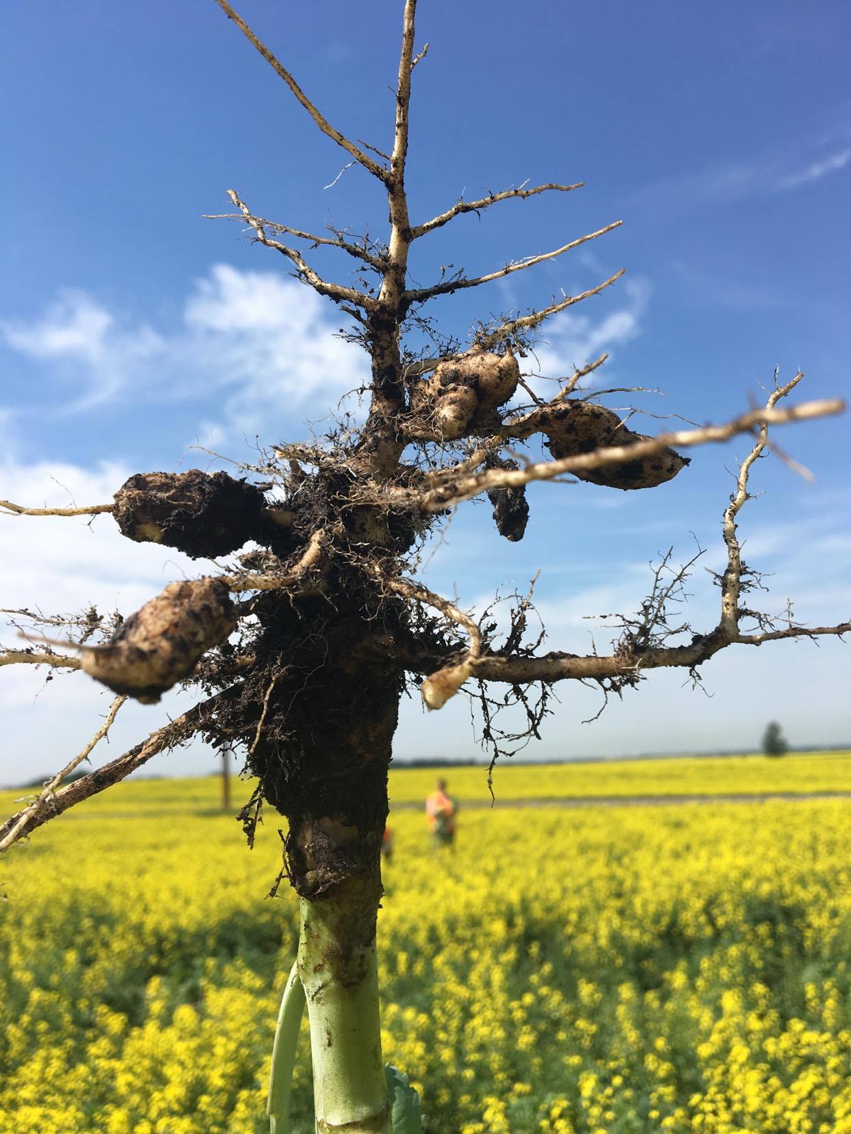 Clubroot