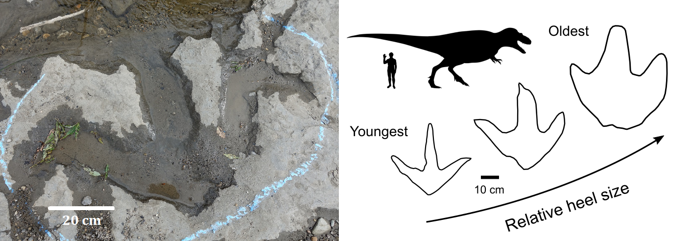 210421-tyrannosaur-footprints-image2-comparison.jpg