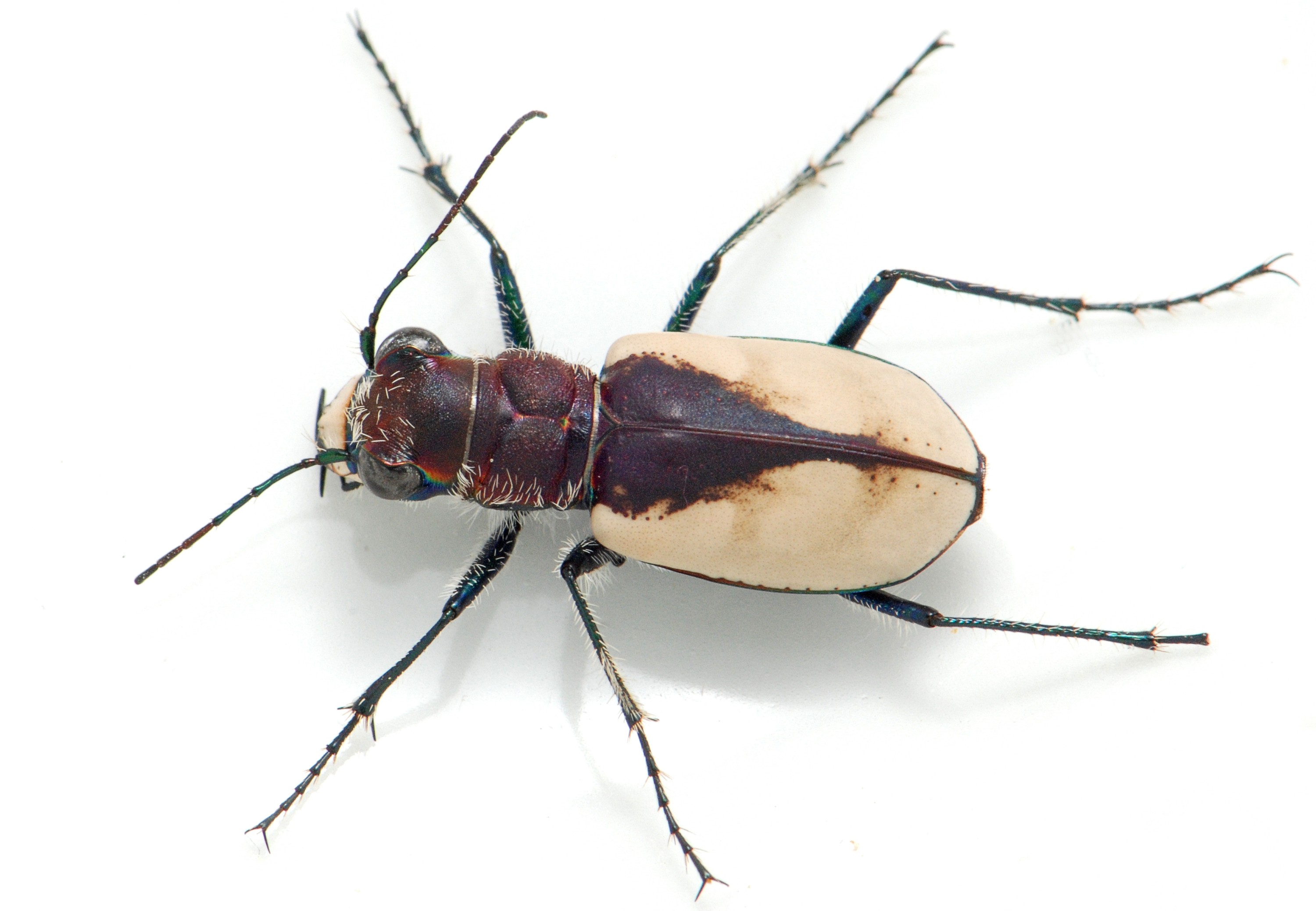 210705-gibsons-beetle-sample-3000px.jpg