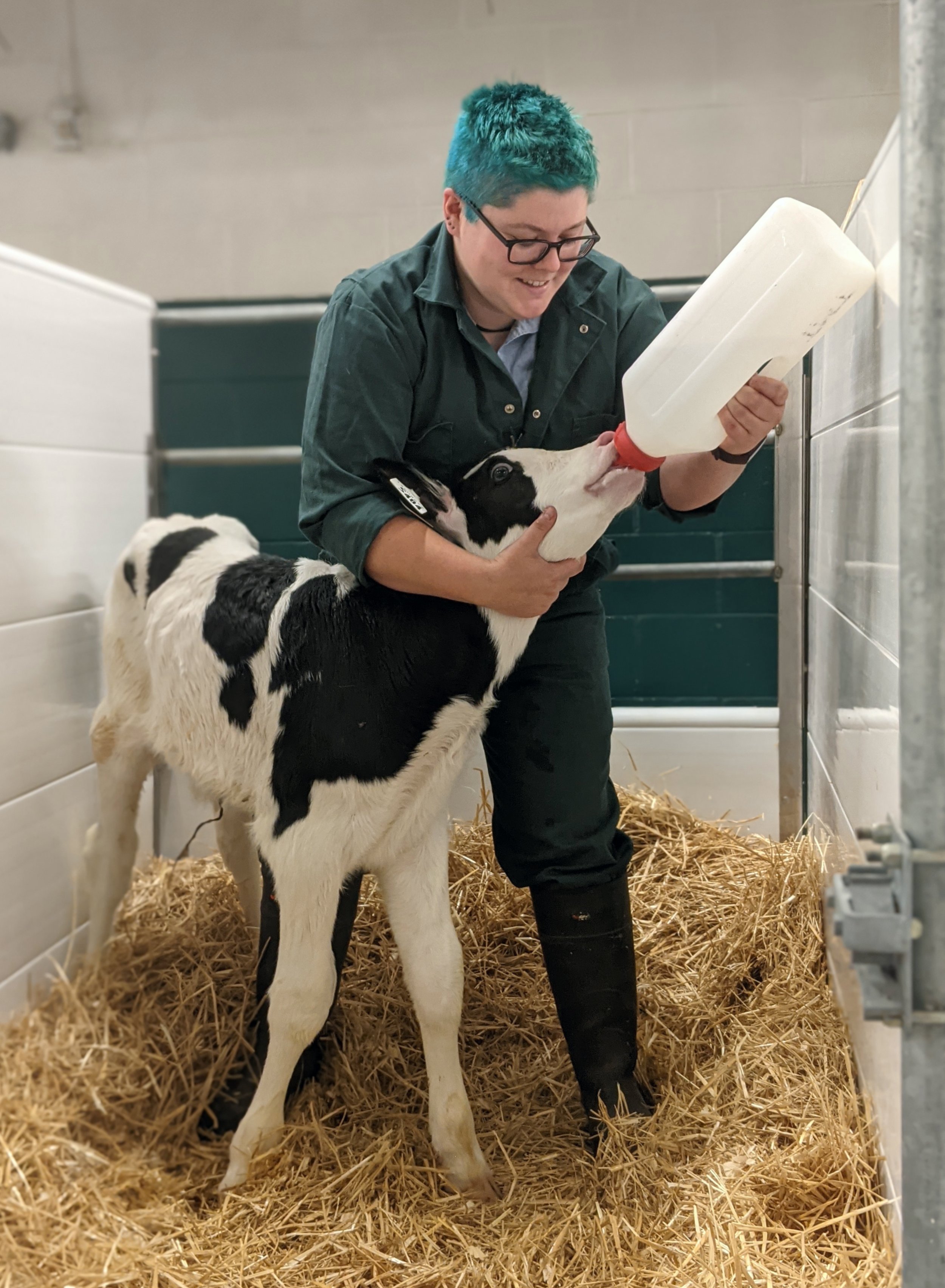 Becs Hiltz feeds a dairy calf.