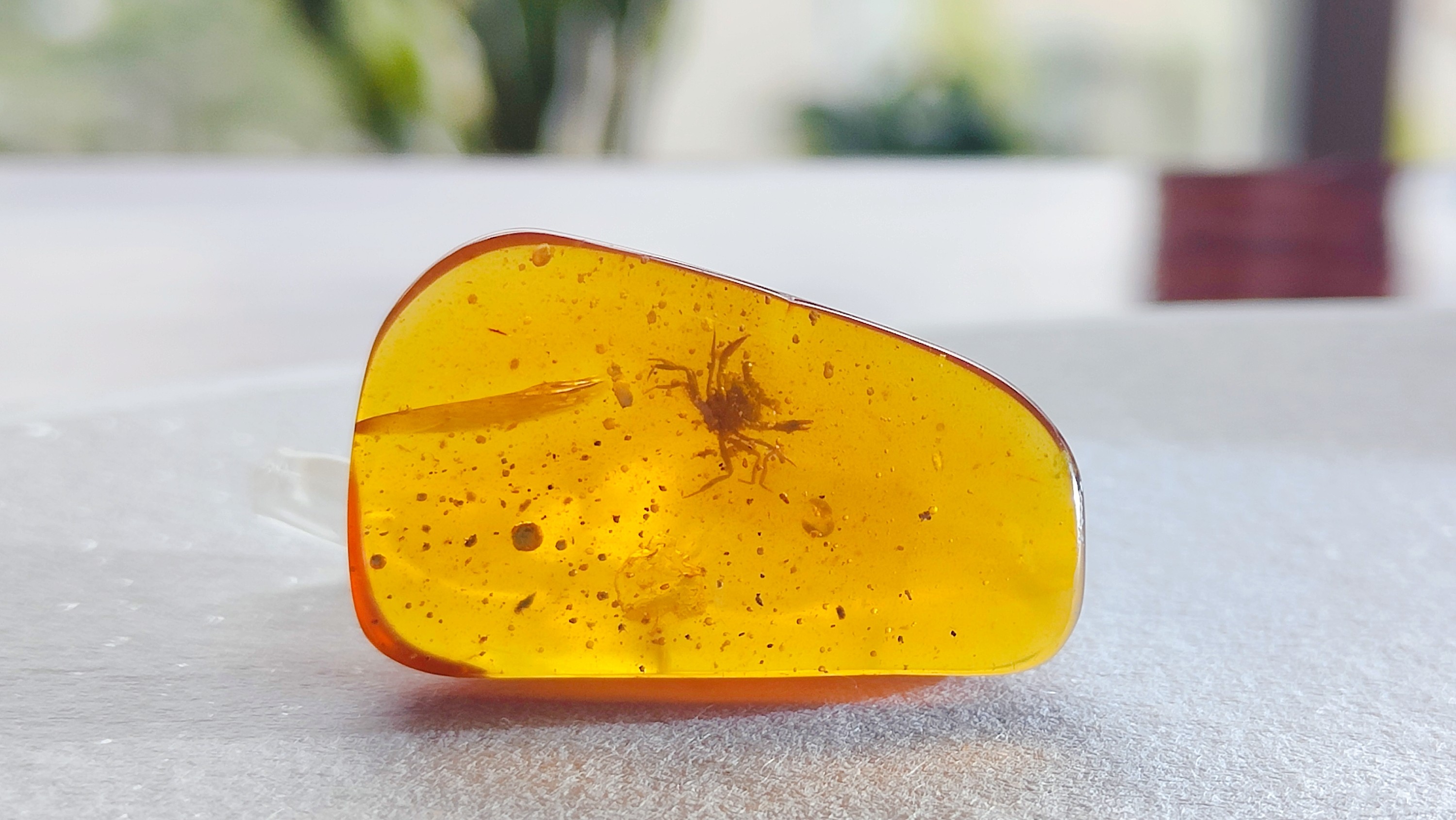 The two-millimetre-long fossil of the ancient crab was found encased in a piece of amber jewelry at a market in Tengchong, China. (Photo: Lida Xing)