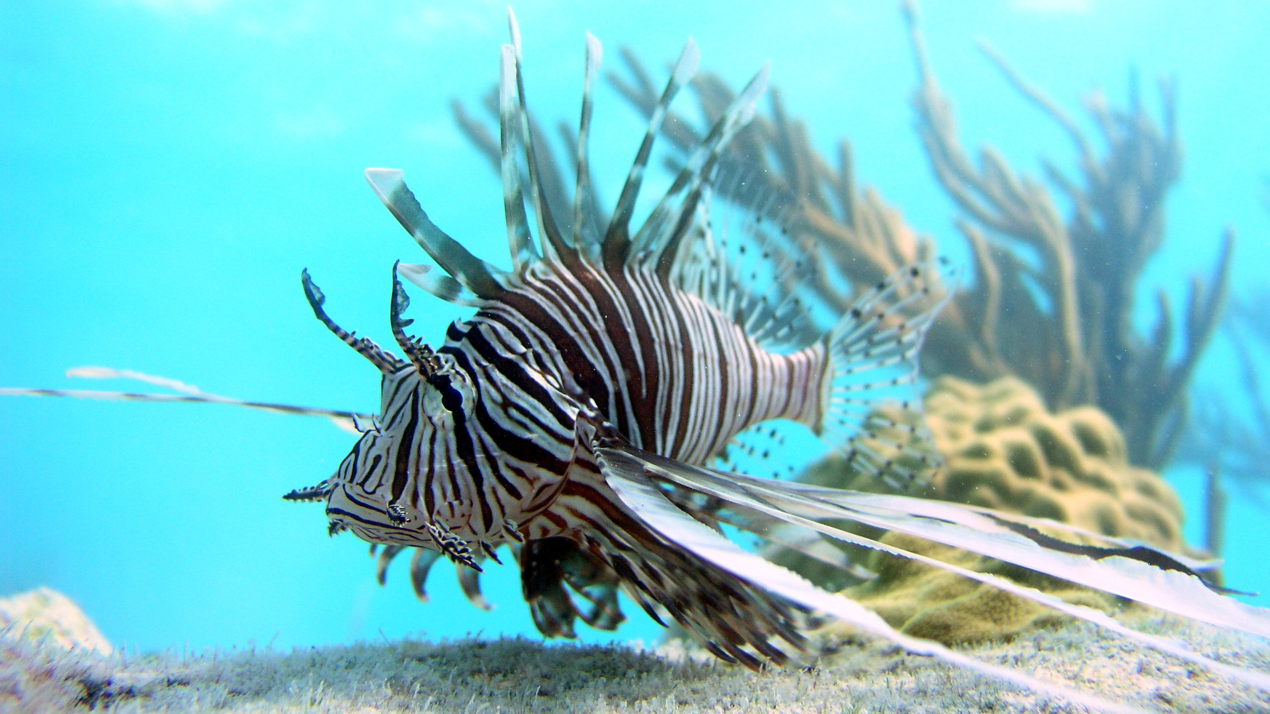 220107-lionfish-in-bahamas-main-16x9-2560px.jpg