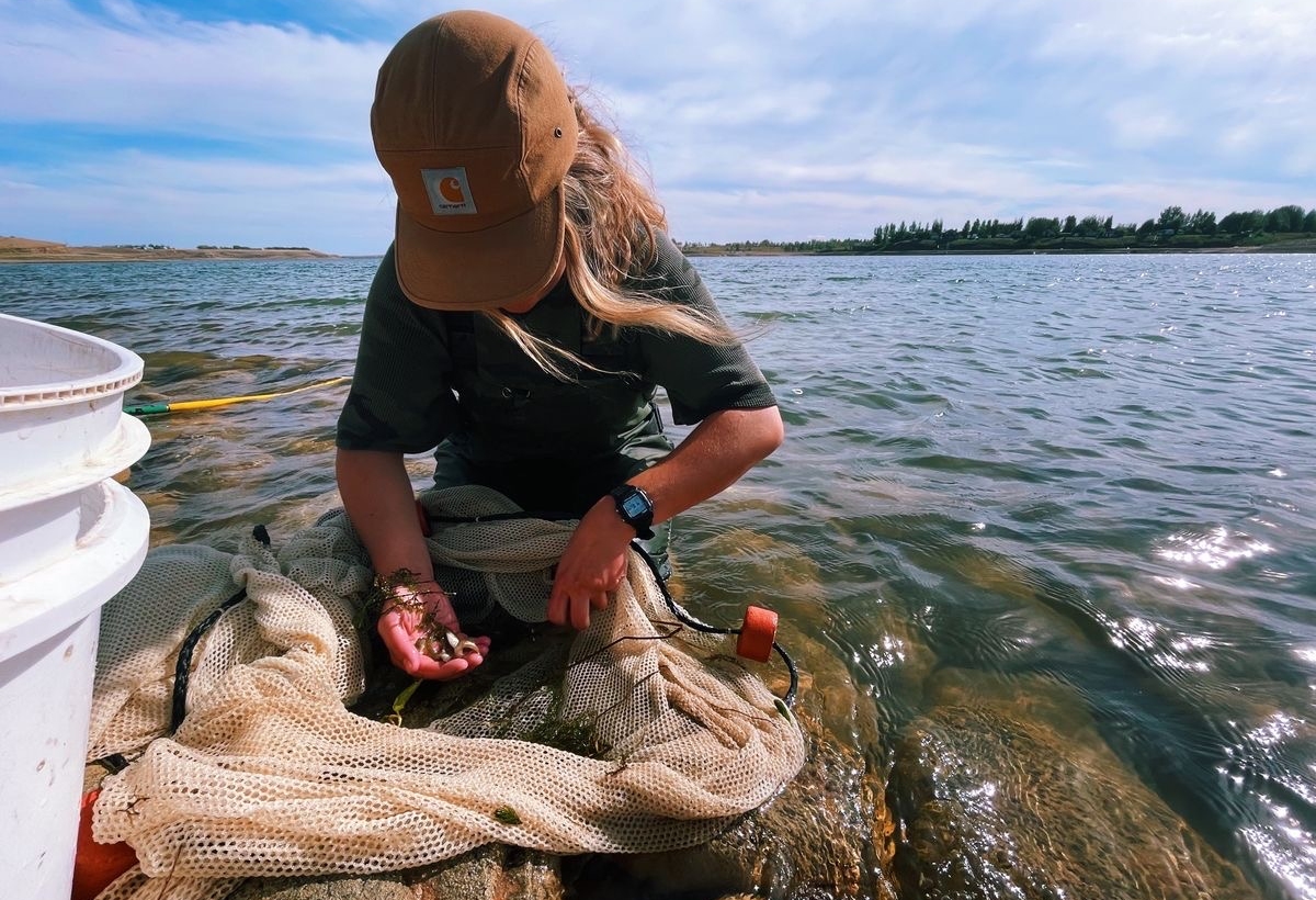 Researcher Megan Edgar uses a net to collect Chinese mystery snails at Lake McGregor in southern Alberta.  