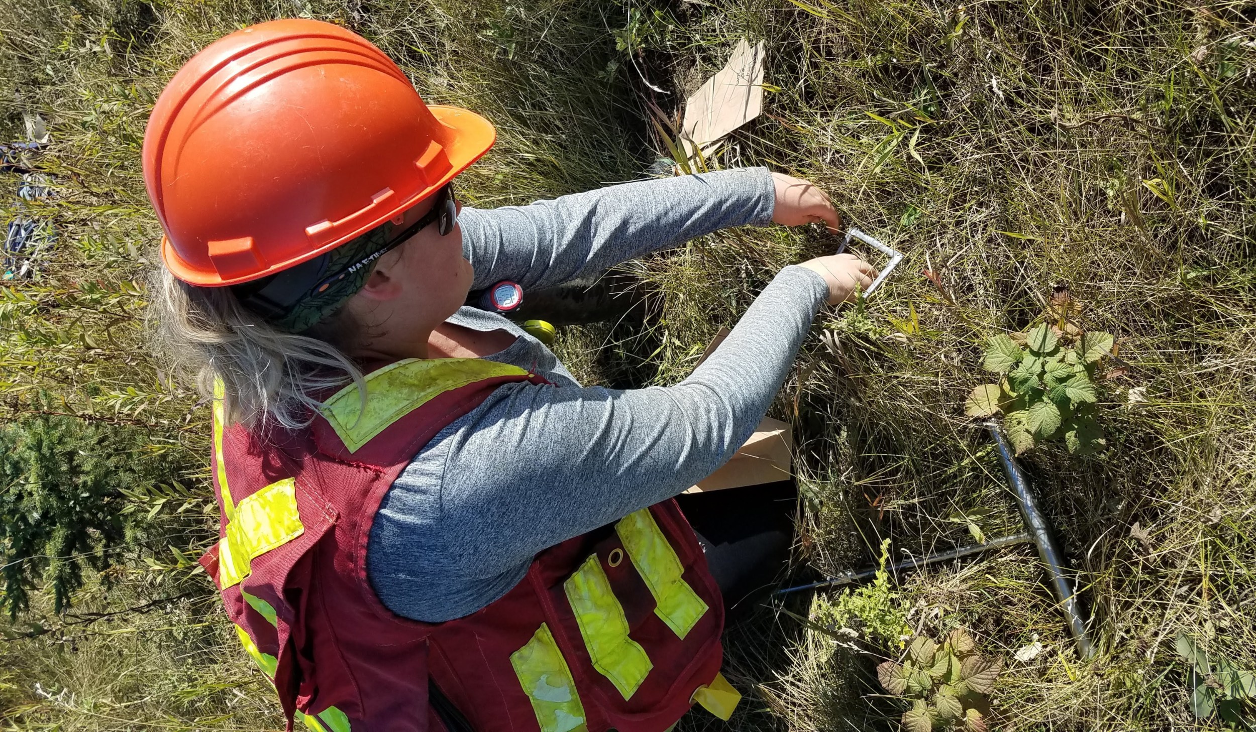 Researcher Stephanie Chute-Ibsen collects plant litter samples from a land reclamation site in September 2019. Chute-Ibsen says soil dwellers like bugs and worms could indicate how well reclamation efforts are working to restore healthy ecosystems. 