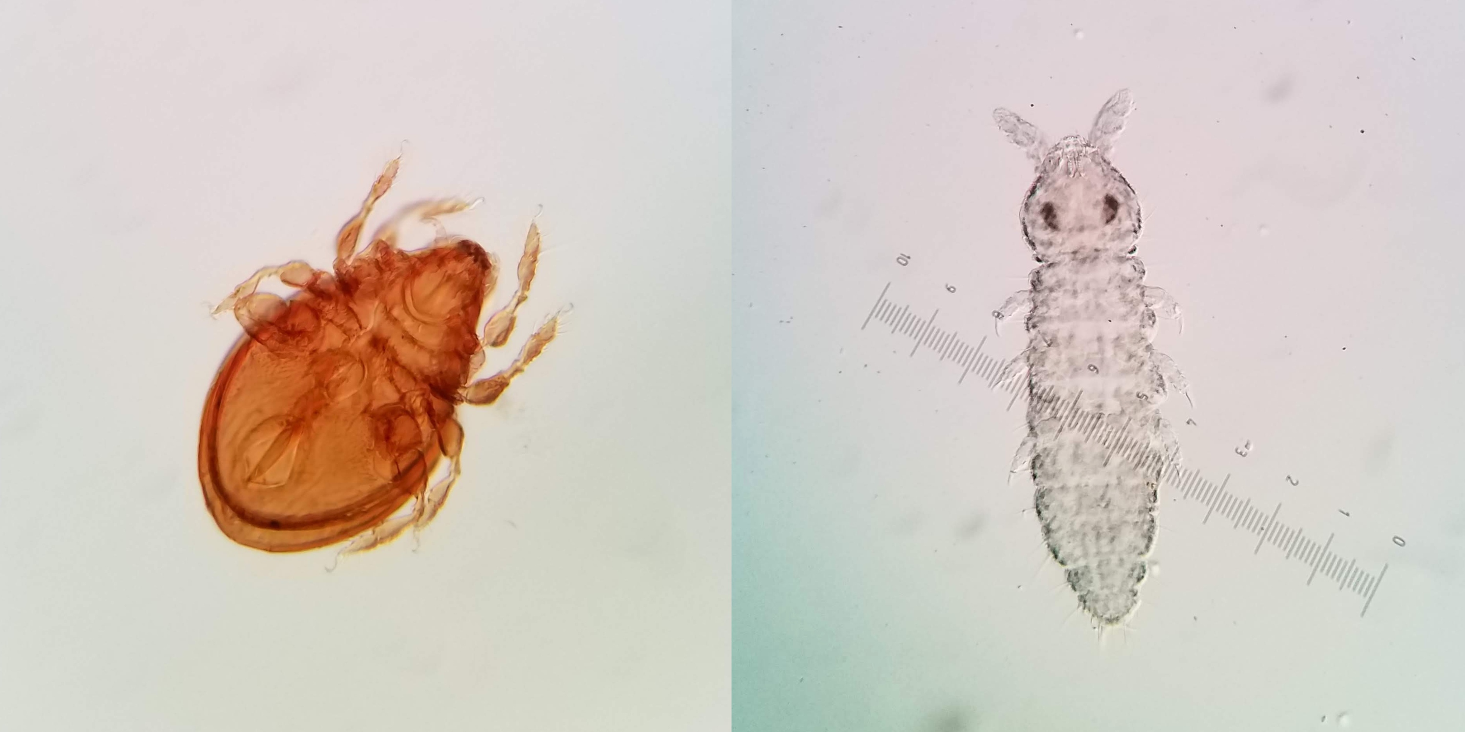Close-up views of an orabatid mite (left) and a spring-tailed collembolan. Both species show behaviour that doesn't change with the weather or time of year, which makes them good potential indicators for land reclamation efforts. (Photos courtesy Stephanie Chute-Ibsen)
