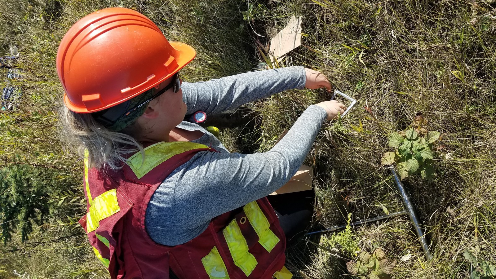 Researcher Stephanie Chute-Ibsen collects plant litter samples from a land reclamation site in September 2019. Chute-Ibsen says soil dwellers like bugs and worms could indicate how well reclamation efforts are working to restore healthy ecosystems. 
