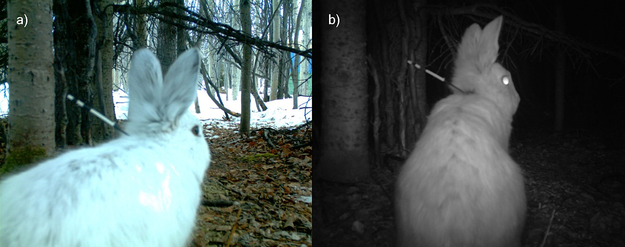 A snowshoe hare captured by a motion-triggered camera in daytime (left) and at night (right).
