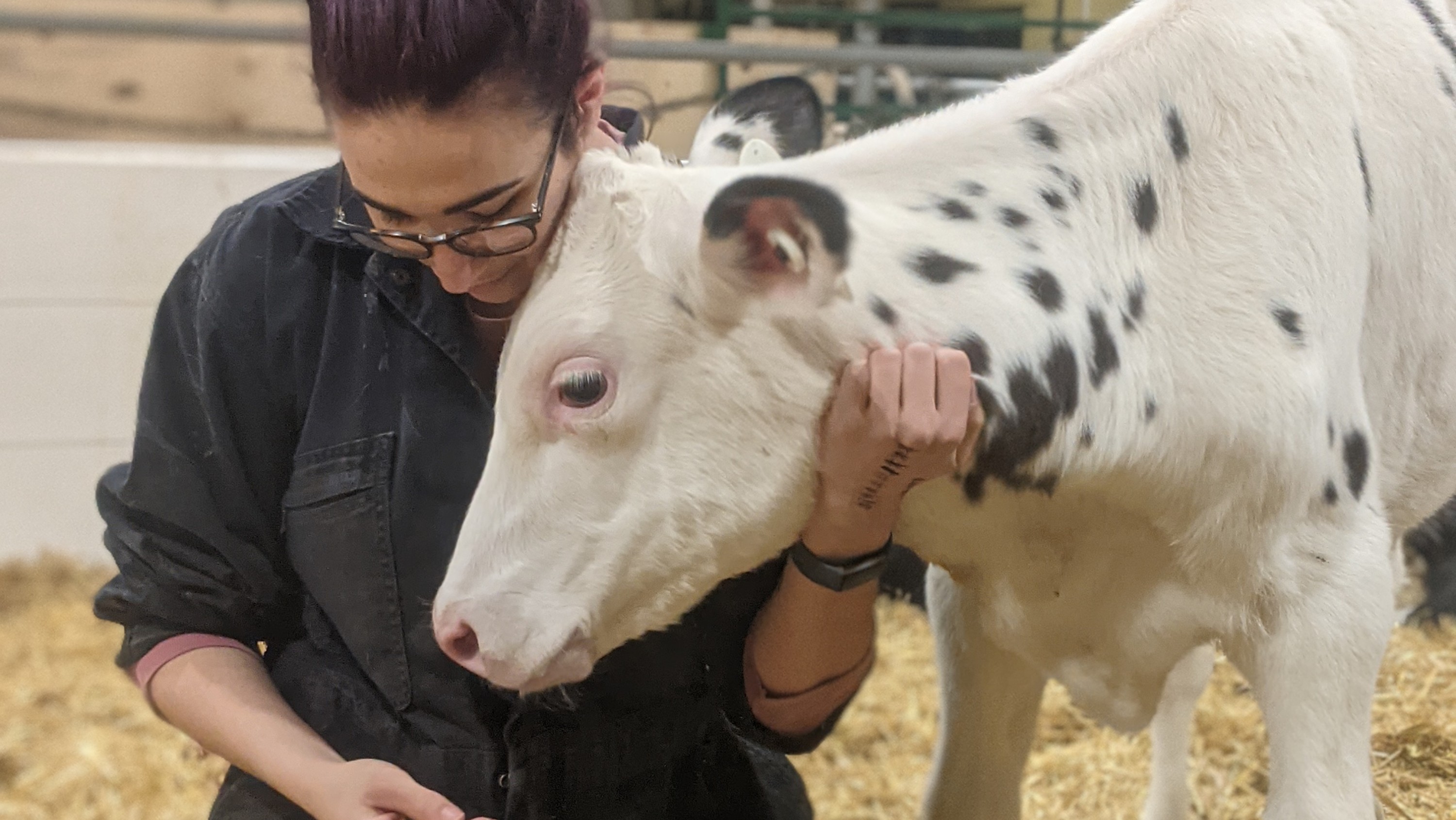 Newborn dairy calves fed probiotic were healthier in crucial first weeks,  student research shows | Folio