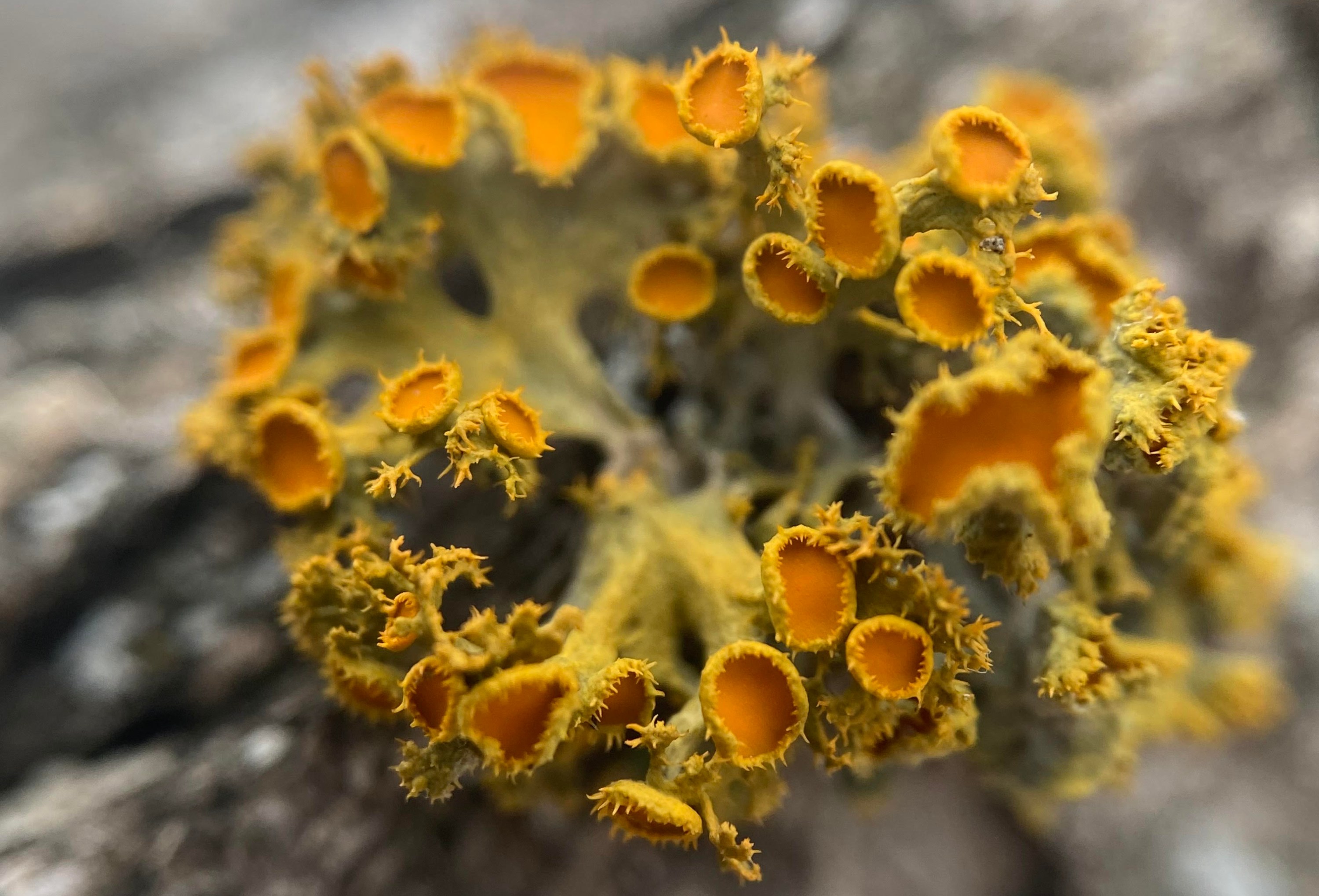 220513-lichens-spribille-main-3000px.jpg
