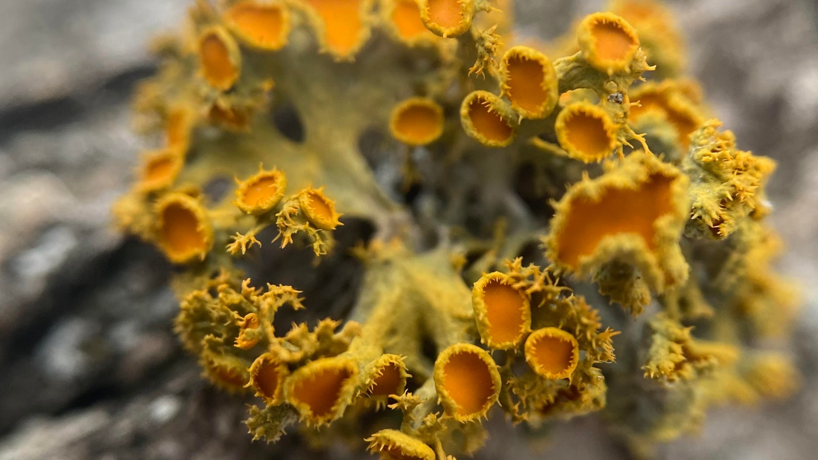 220513-lichens-spribille-teaser-16x9-1600px.jpg