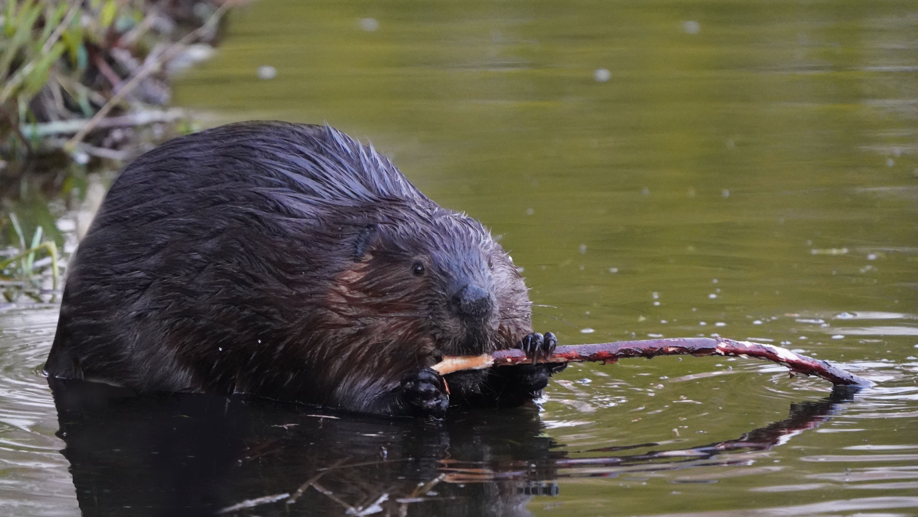 Beavers are susceptible to chronic wasting disease, according to a new study by researchers looking into how the fatal disease may be spreading among wildlife. 
