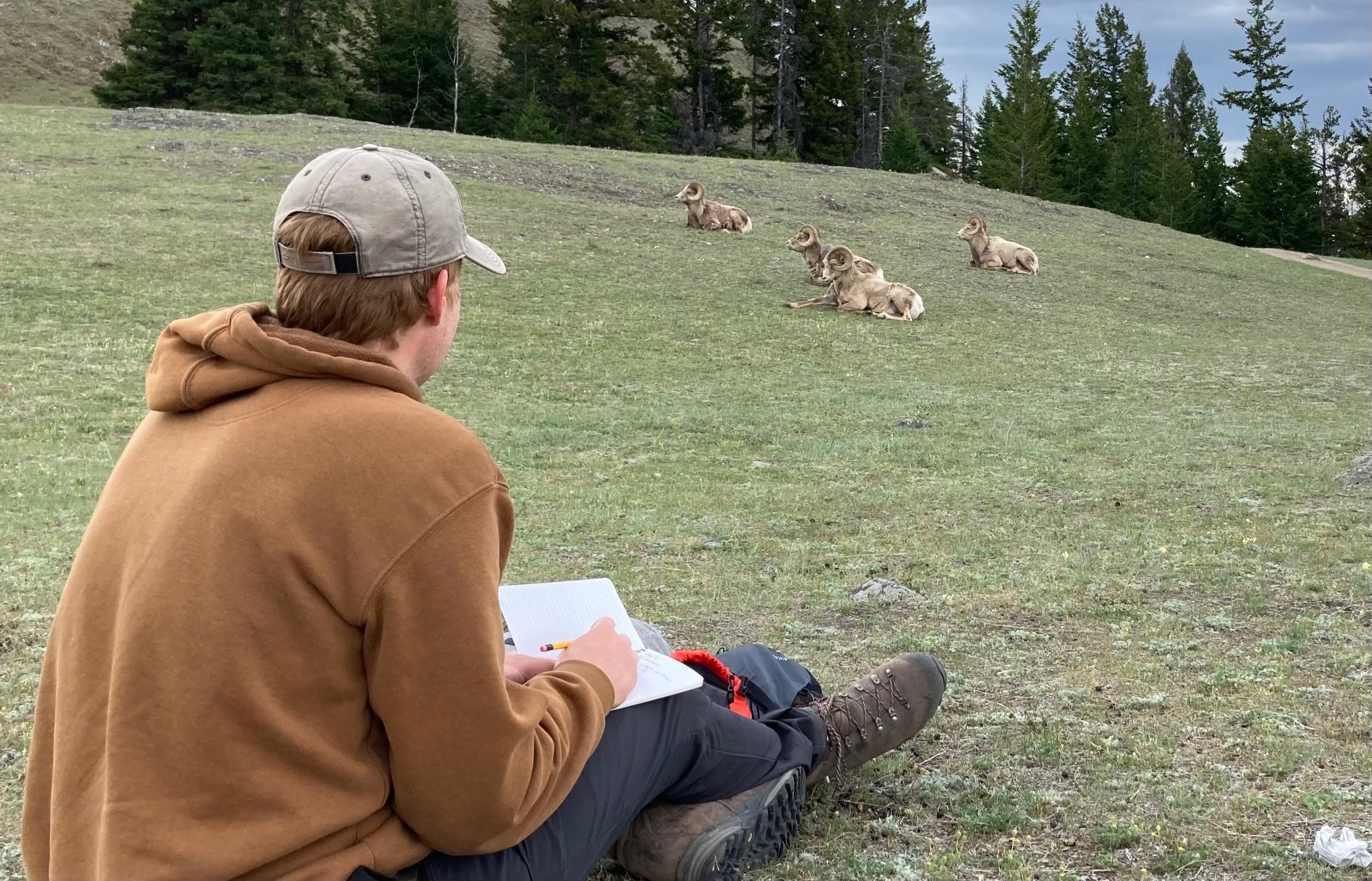 Researcher Samual Deakin observes bighorn sheep in the Ram Mountain study area in southwestern Alberta. (Photo: Supplied)