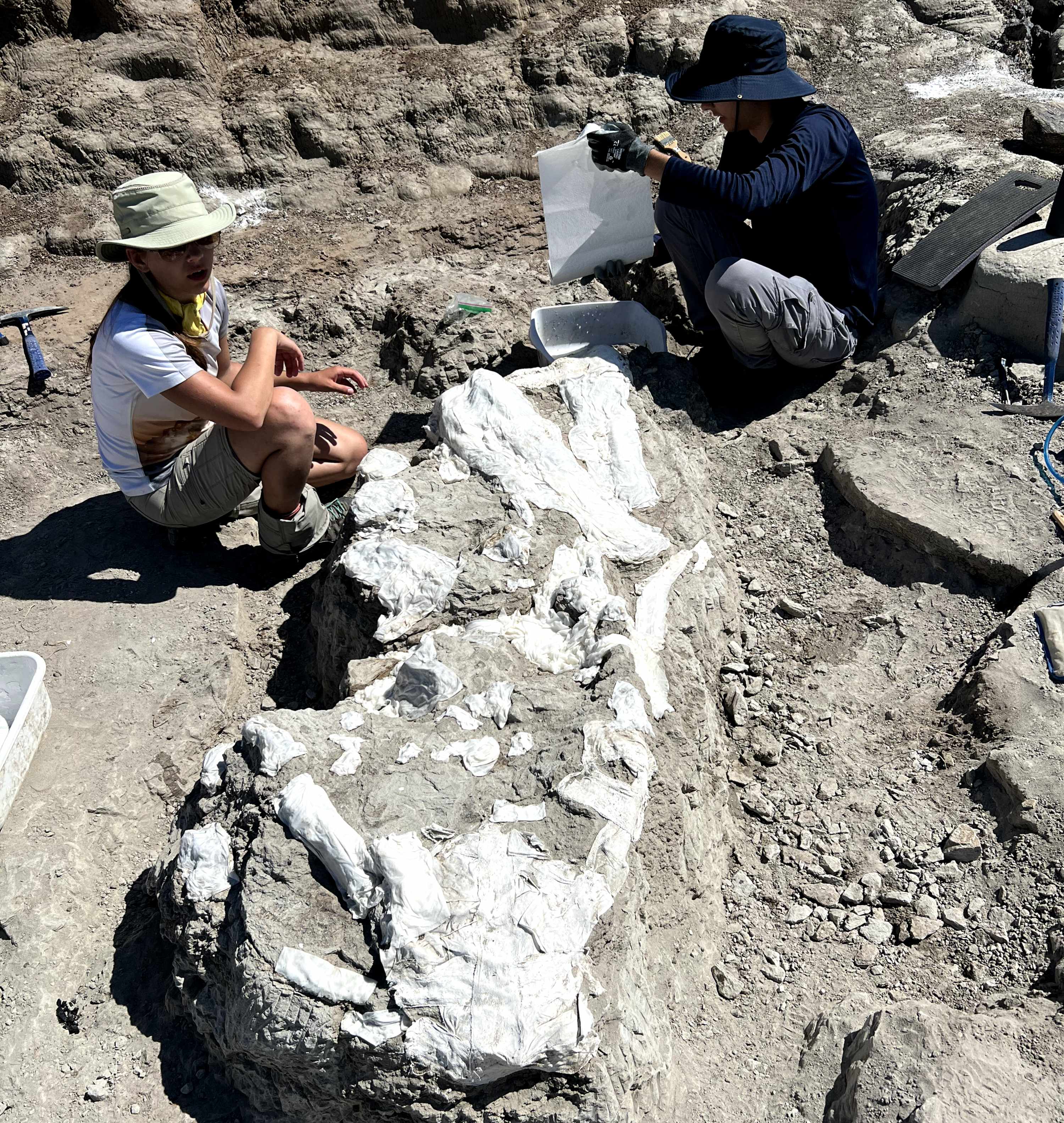 A dinosaur specimen at an excavation site.