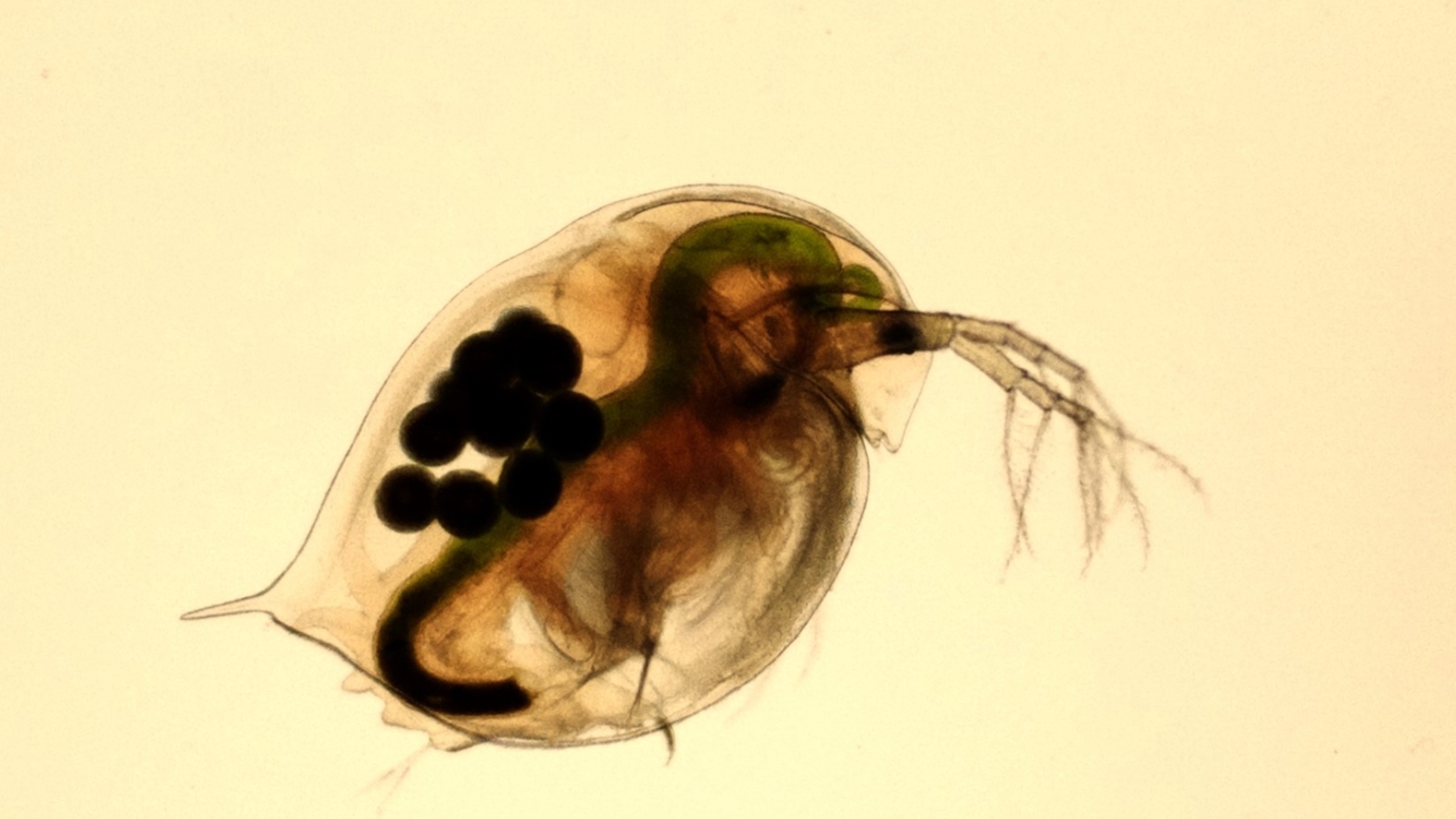 Daphnia magna, a species of water flea, adapted to become better able to survive exposure to ultraviolet-filtering chemicals found in sunscreen, according to a three-month study that looked at five generations of the fleas. (Photo: Supplied)