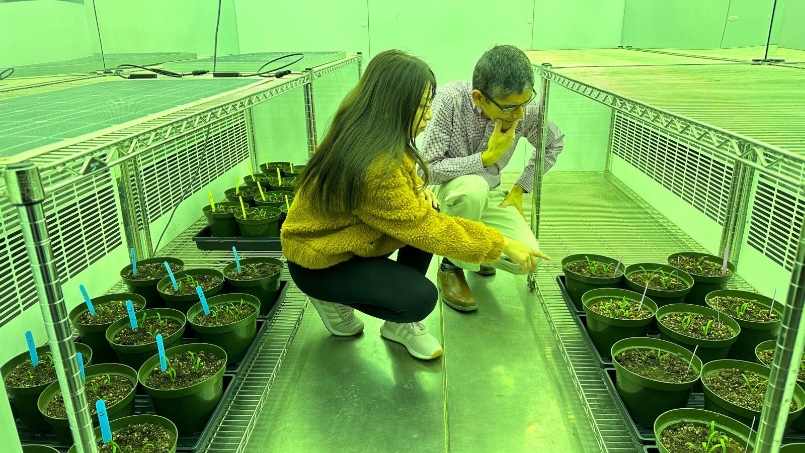 Researchers Guillermo Hernandez Ramirez (right) and Camila Quiroz examine spinach plants growing under different solar panels as part of their pilot project assessing the potential benefits of agrivoltaics. (Photo: Supplied)