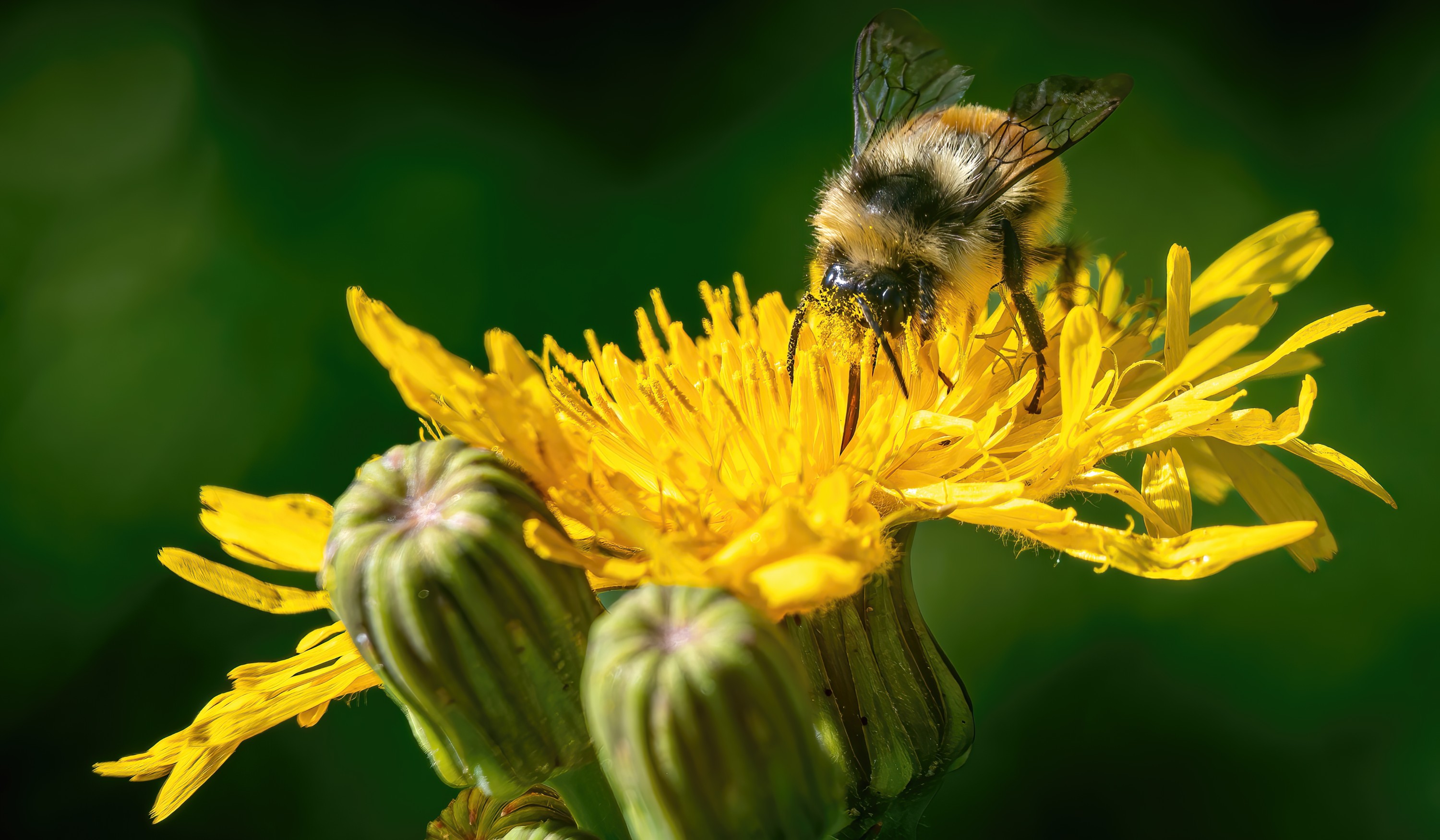 Bee atop a dandelion. (Photo: Getty Images)