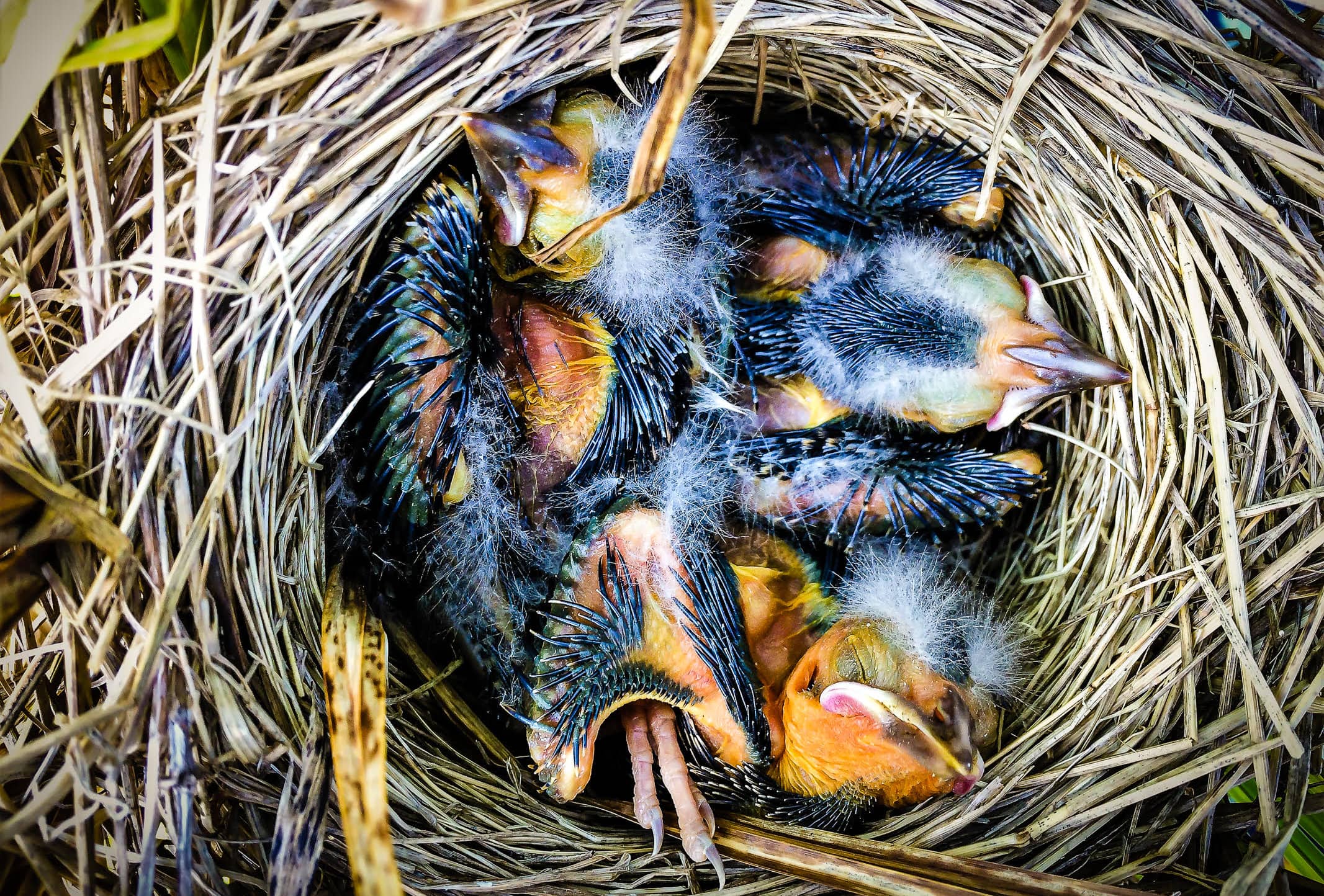 A nest of red-winged blackbirds (Photo: Supplied)