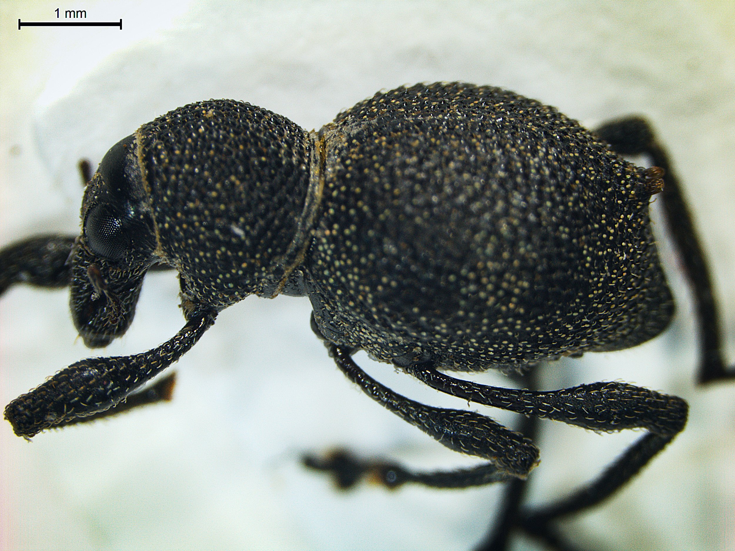 Metapocyrtus (Trachycyrtus) augustanae, a newly discovered species of weevil found in the Philippine rainforest, is named for the U of A's Augustana Campus.
