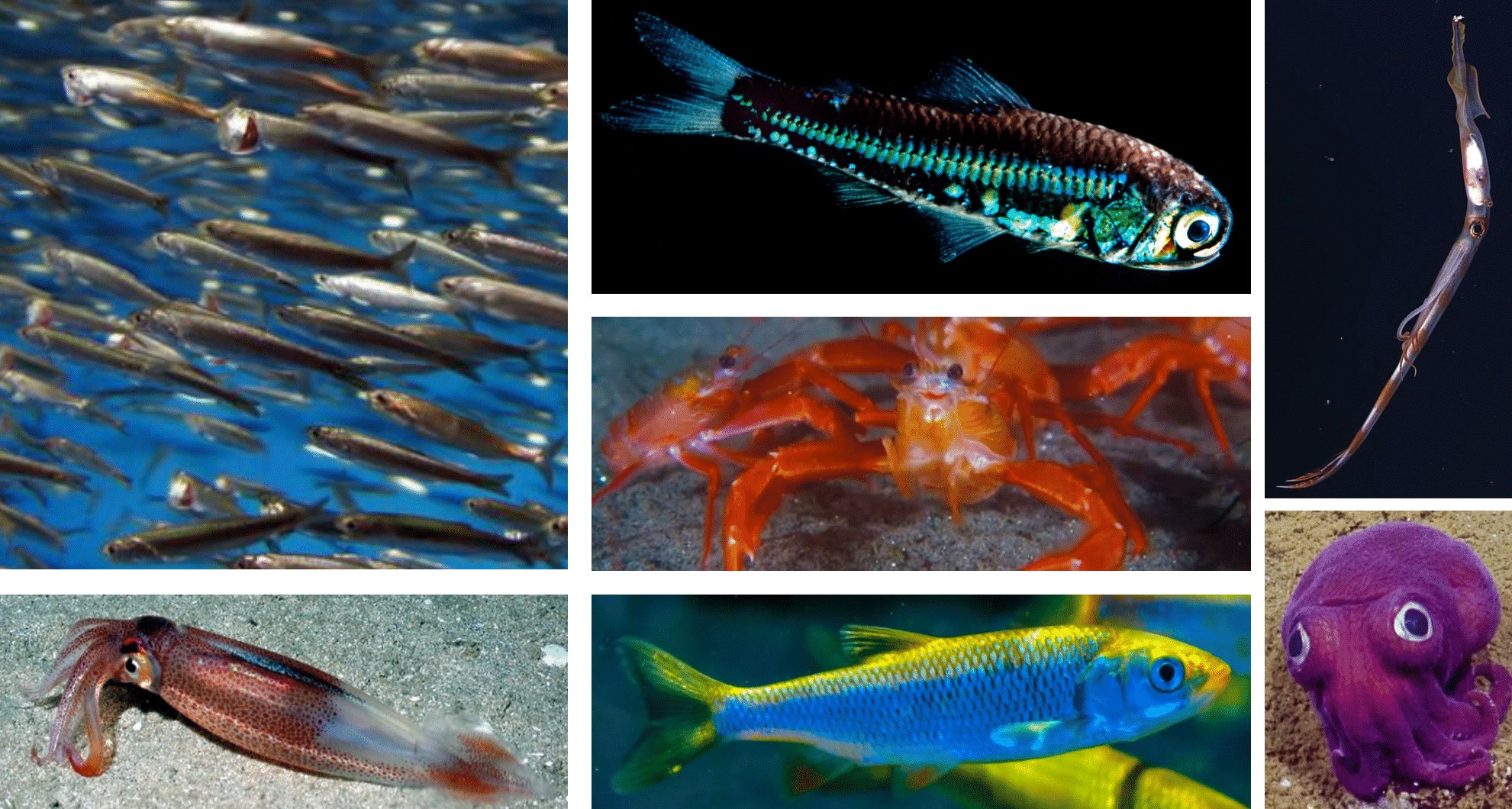 240307-ocean-predators-database-species-example-1981px.jpg